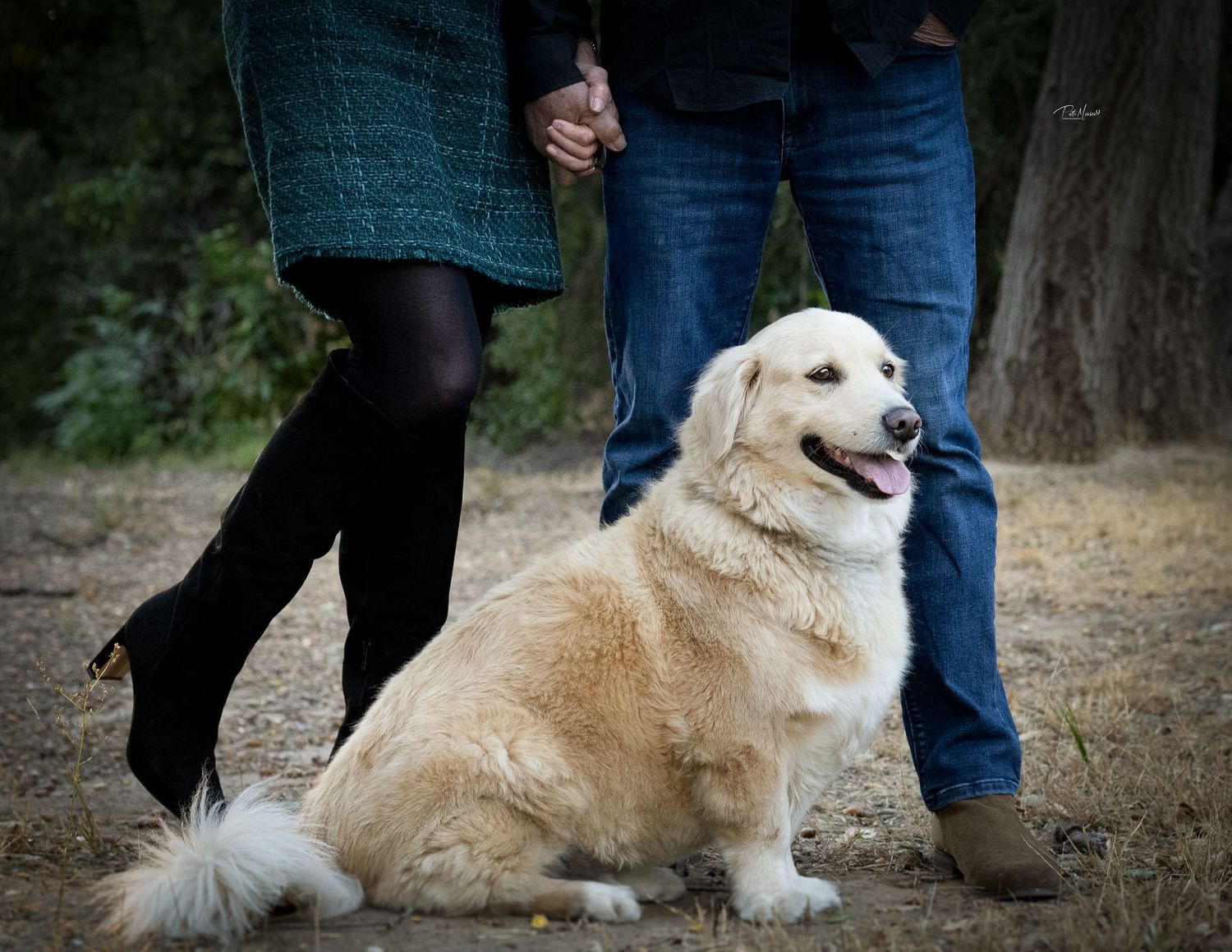 A happy Golden Retriever sits between a couple holding hands in an outdoor woodland setting.