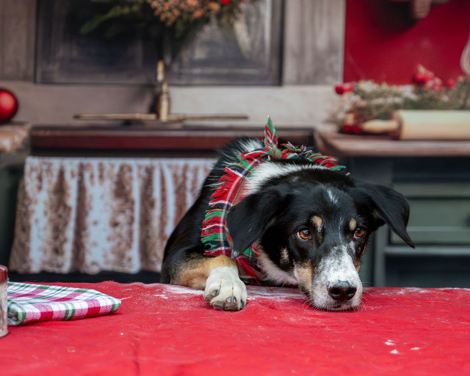 A tricolor dog wearing a plaid Christmas wreath collar rests on a red holiday table.