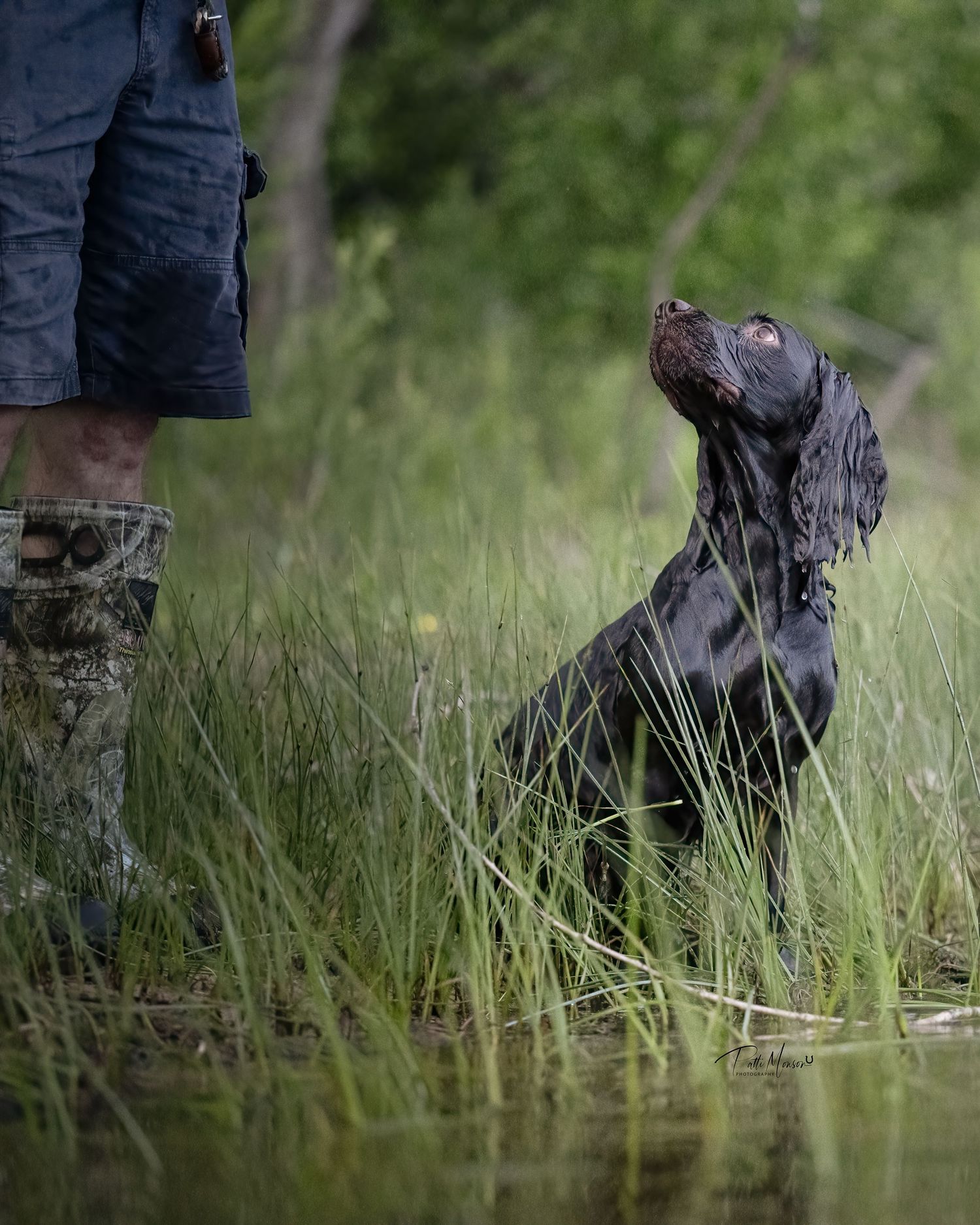 A dark chocolate Labrador sits attentively in tall marsh grass, gazing up at a hunter wearing camo boots.