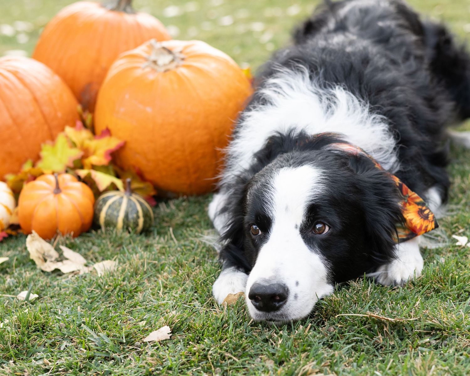 Black and white Border Collie lying in green grass beside orange pumpkins in an autumn setting.