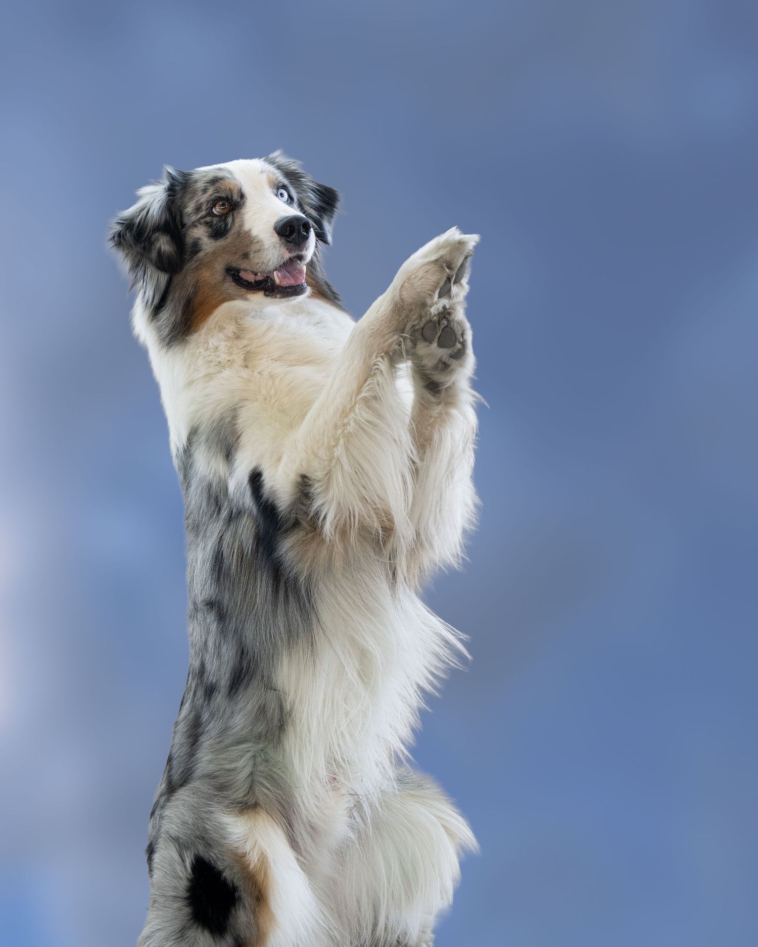 An Australian Shepherd dog standing on hind legs with paws raised against a blue background.
