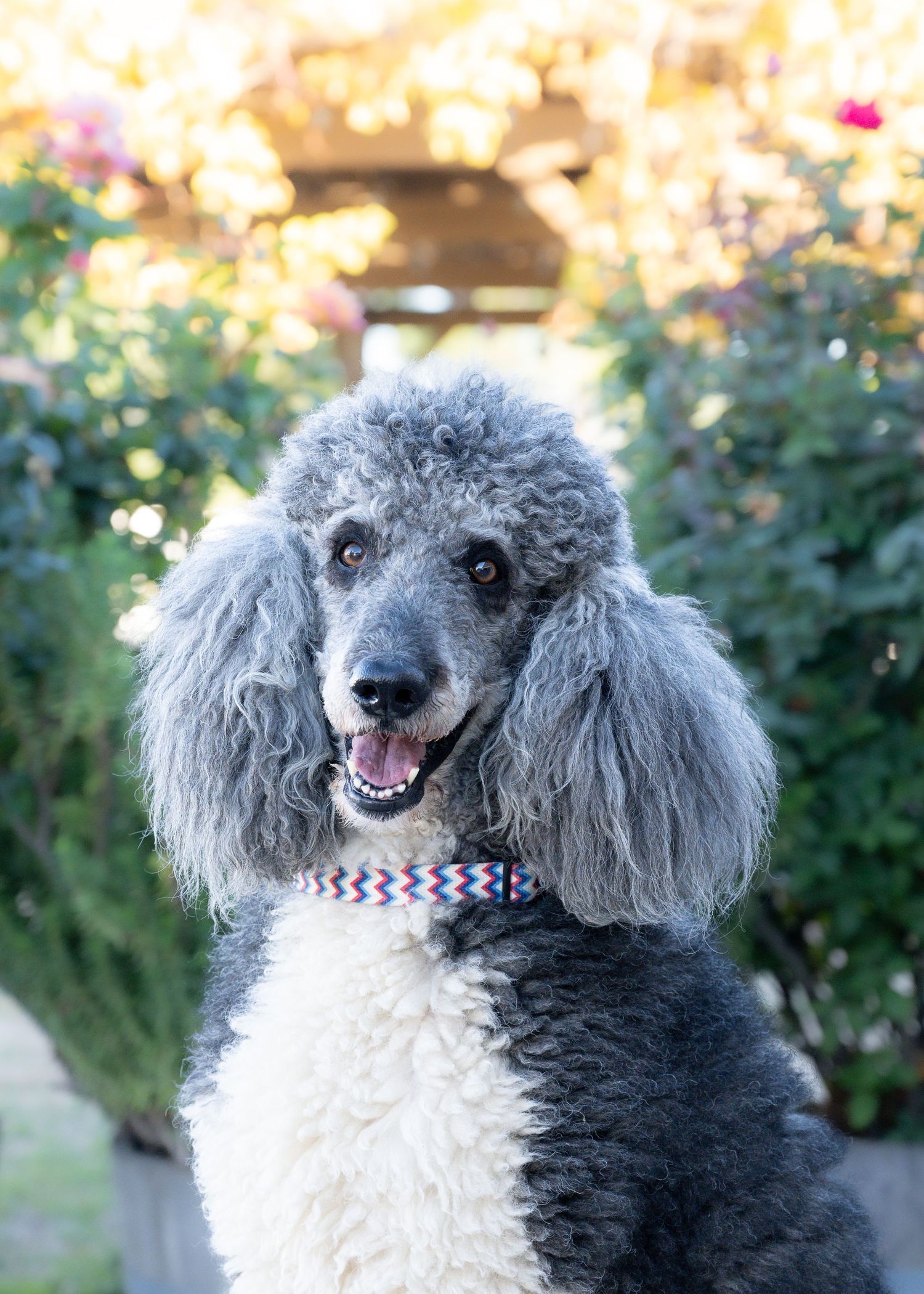A silver standard poodle with a chevron collar sits outdoors in a lush garden setting.