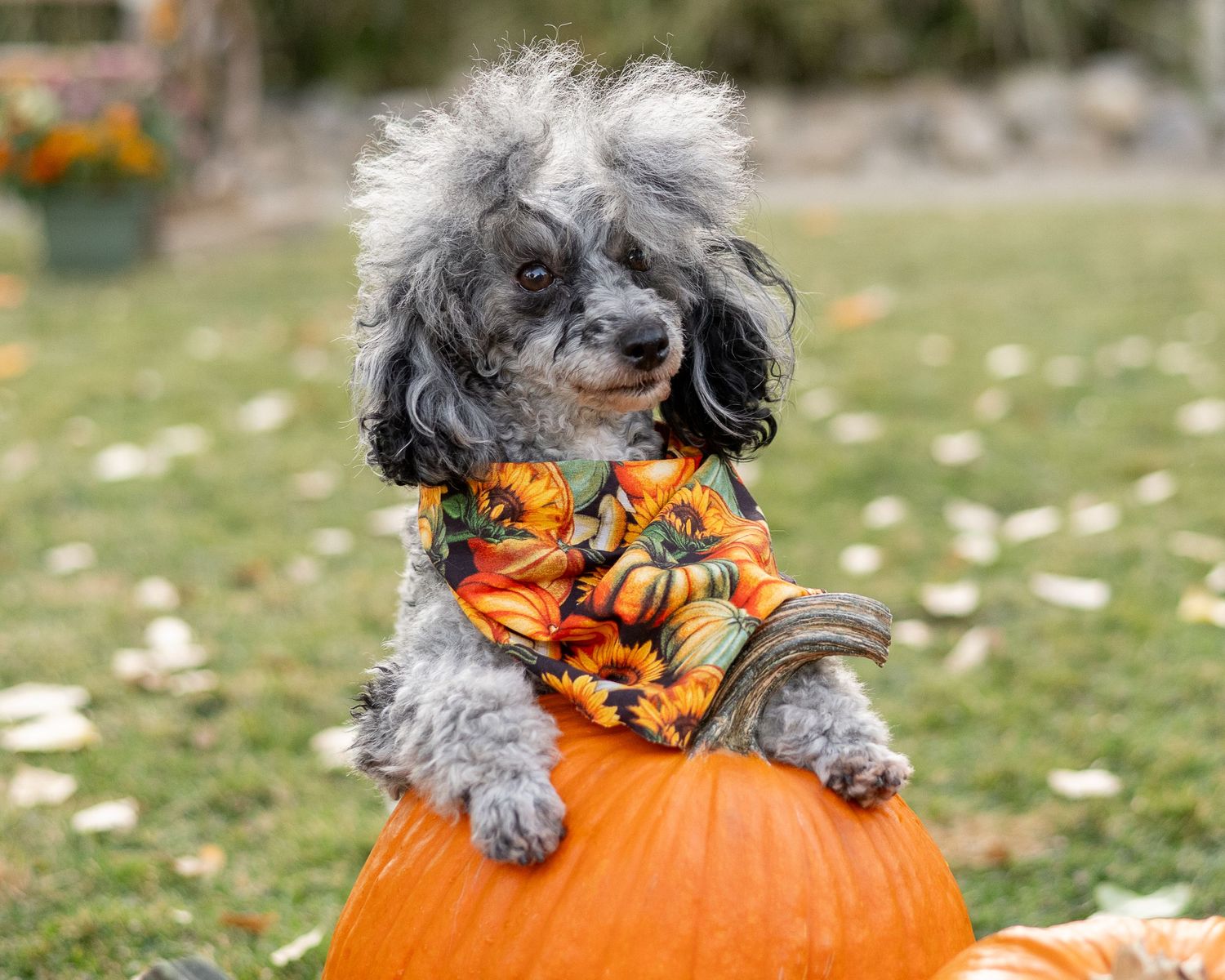 Gray Poodle wearing a sunflower bandana resting on an orange pumpkin in an autumn outdoor setting.