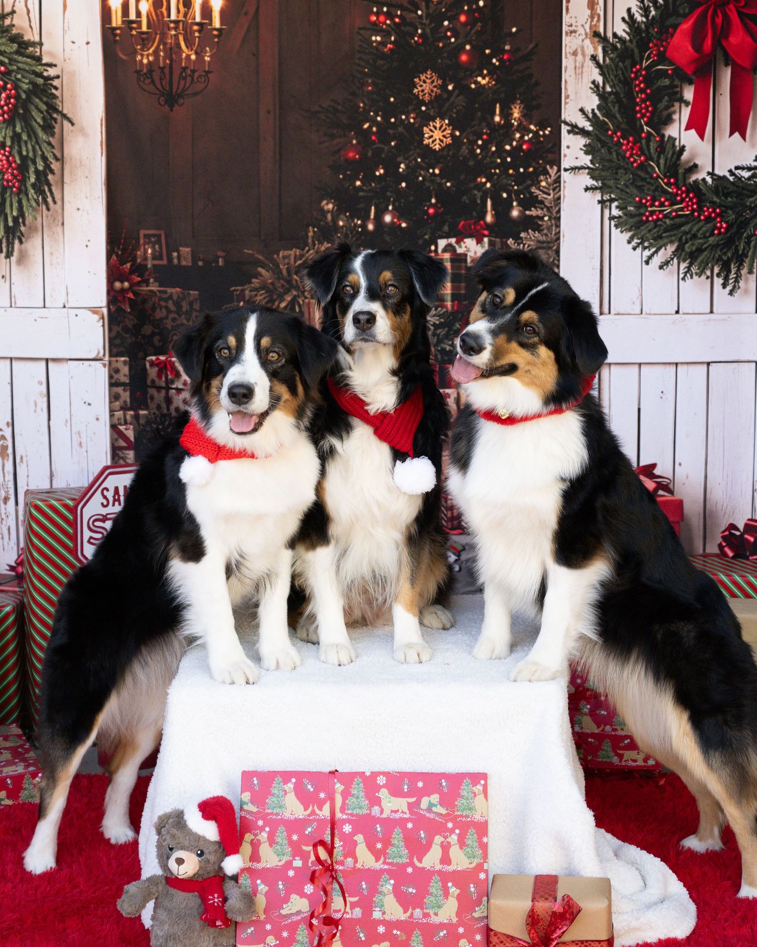 Three tricolor Australian Shepherds wearing red Christmas scarves posing by a decorated holiday tree.