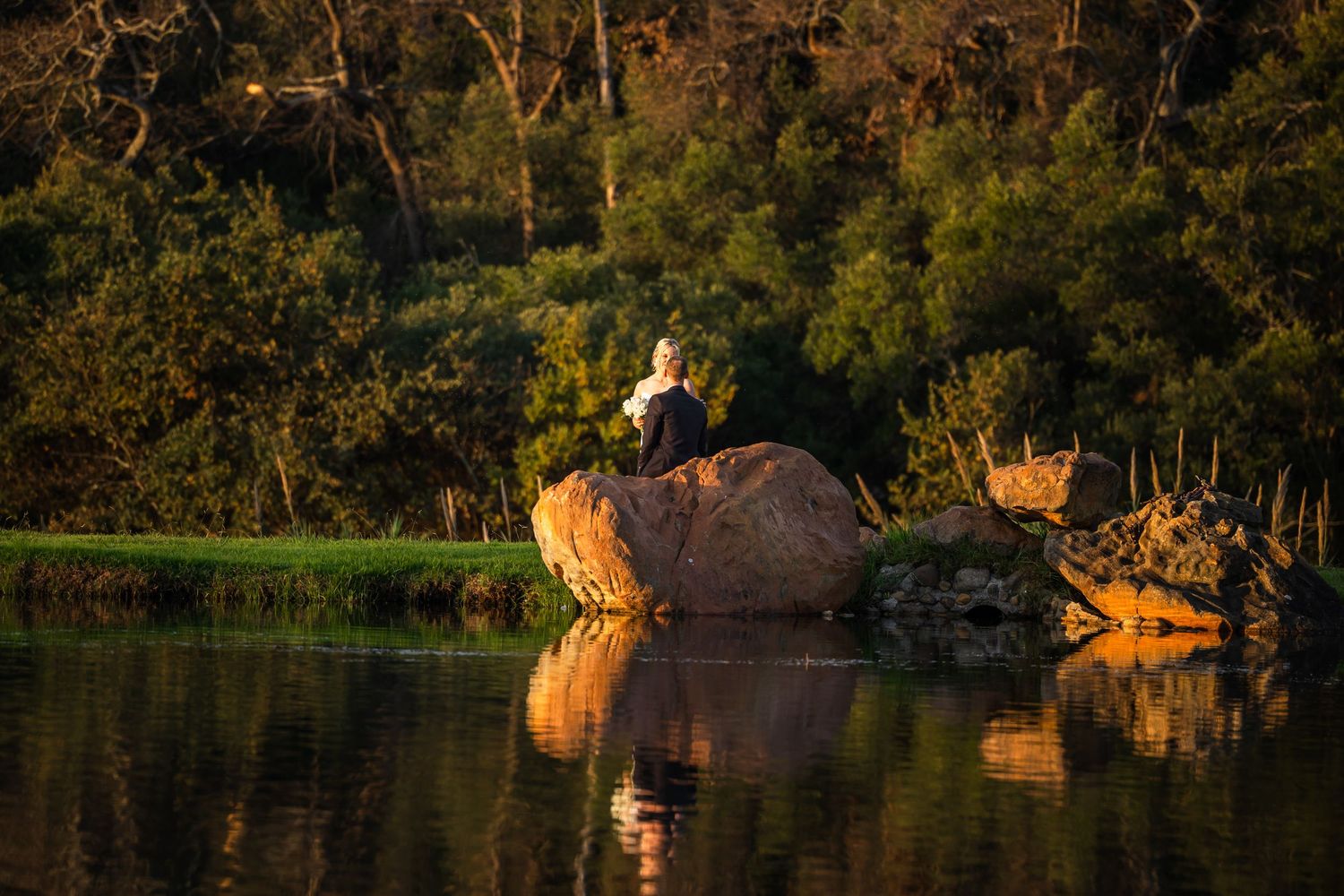 Sunset illuminates tree trunks along a serene waterfront landscape.