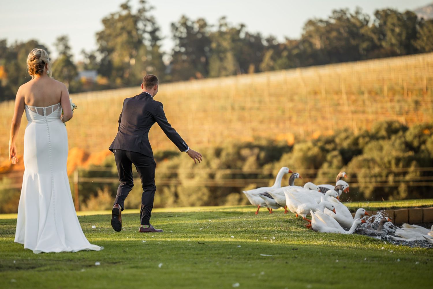 Wedding couple walking in golden sunset light across a grassy hillside.