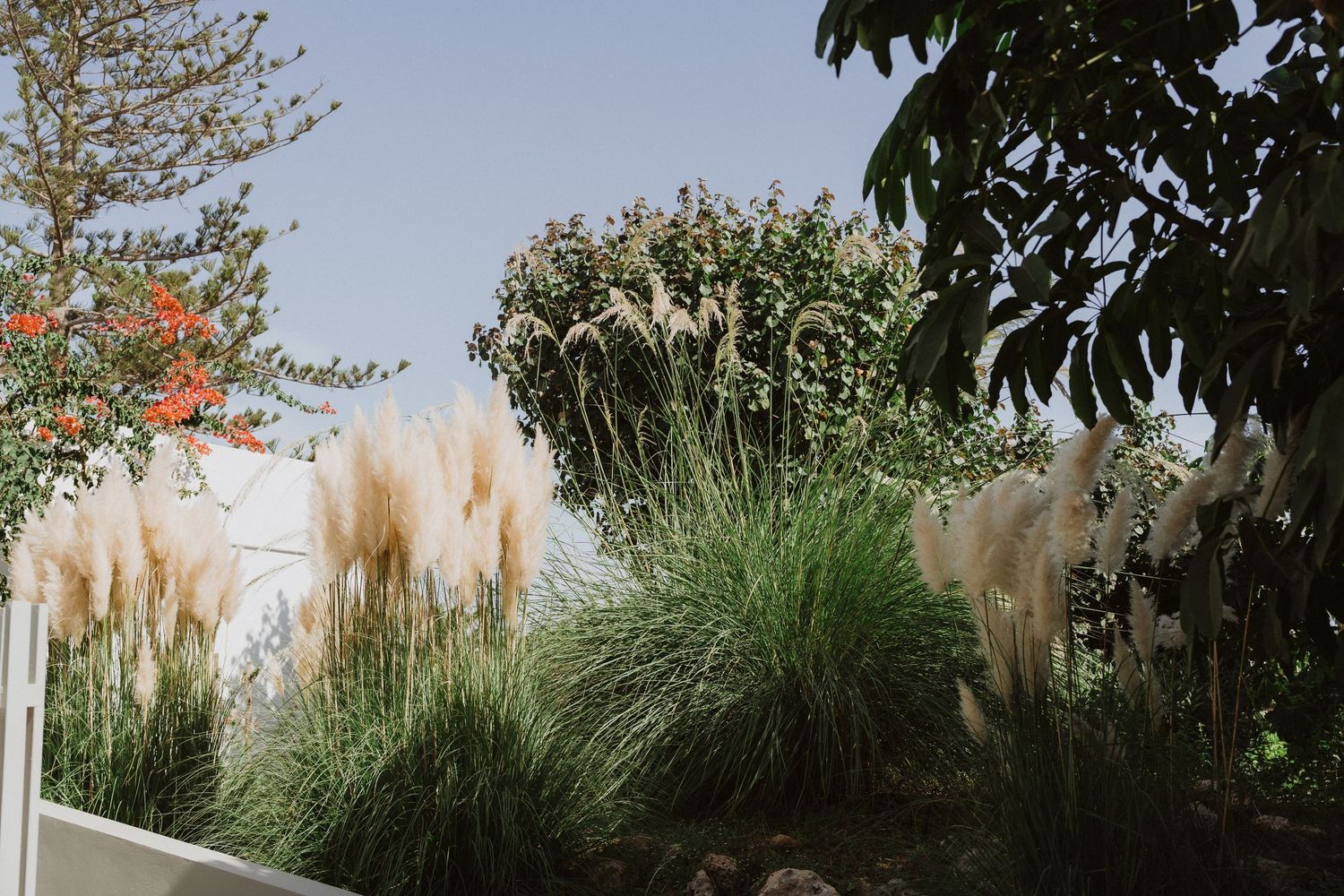 Tall pampas grass and greenery against a blue sky in a garden setting.