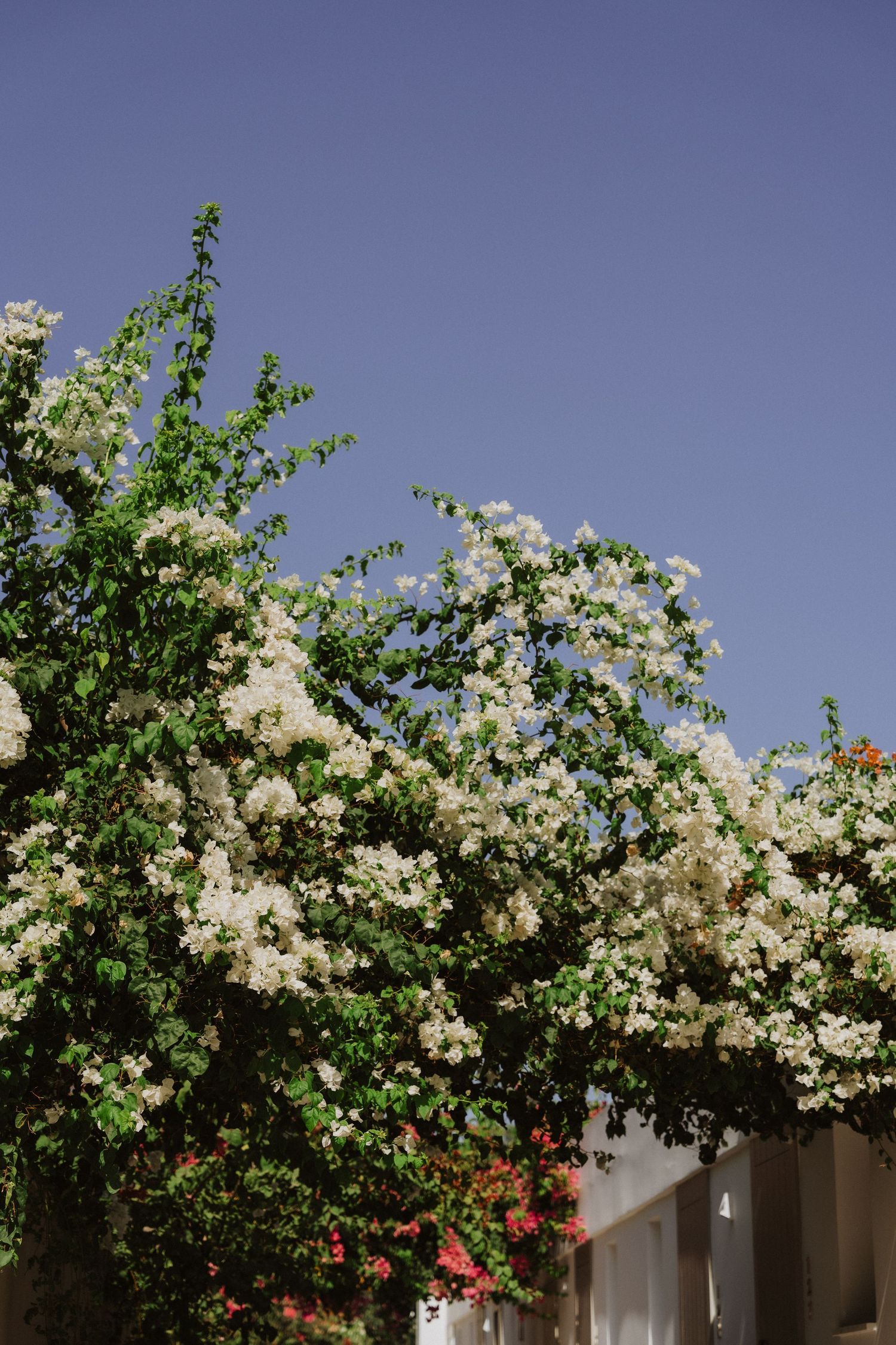 White flowering bush with delicate blooms against a bright blue sky.