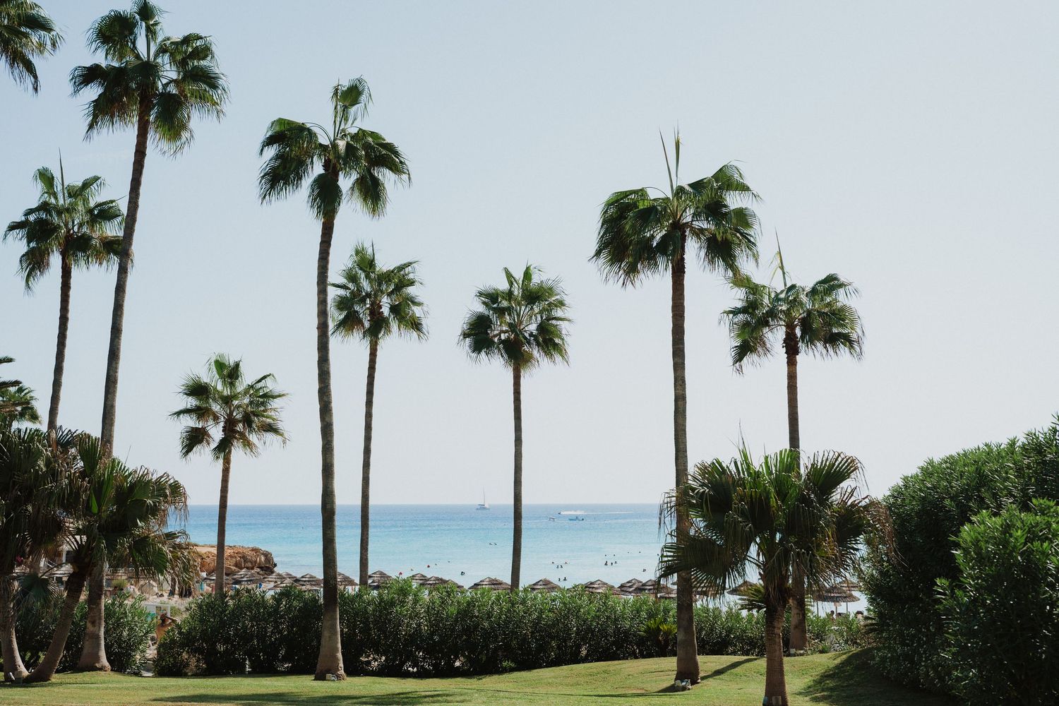 Tall palm trees line a beachfront lawn with blue ocean waters visible in the background.