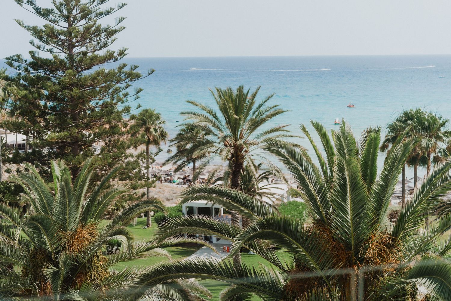 Tropical beach view with lush palm trees overlooking calm blue ocean shoreline.