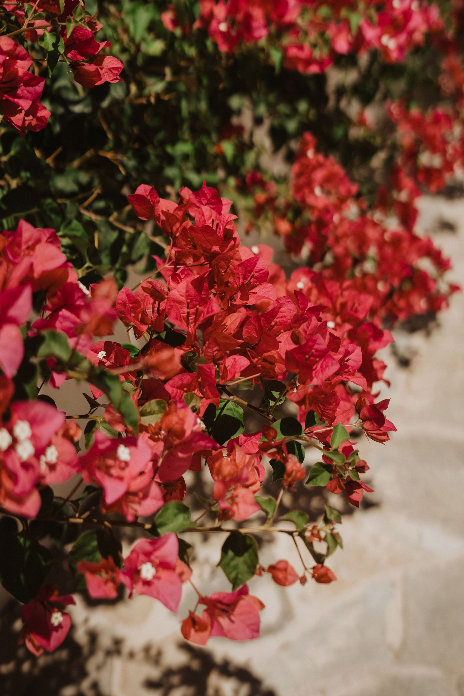 Vibrant red bougainvillea flowers blooming against a white wall in bright sunlight.