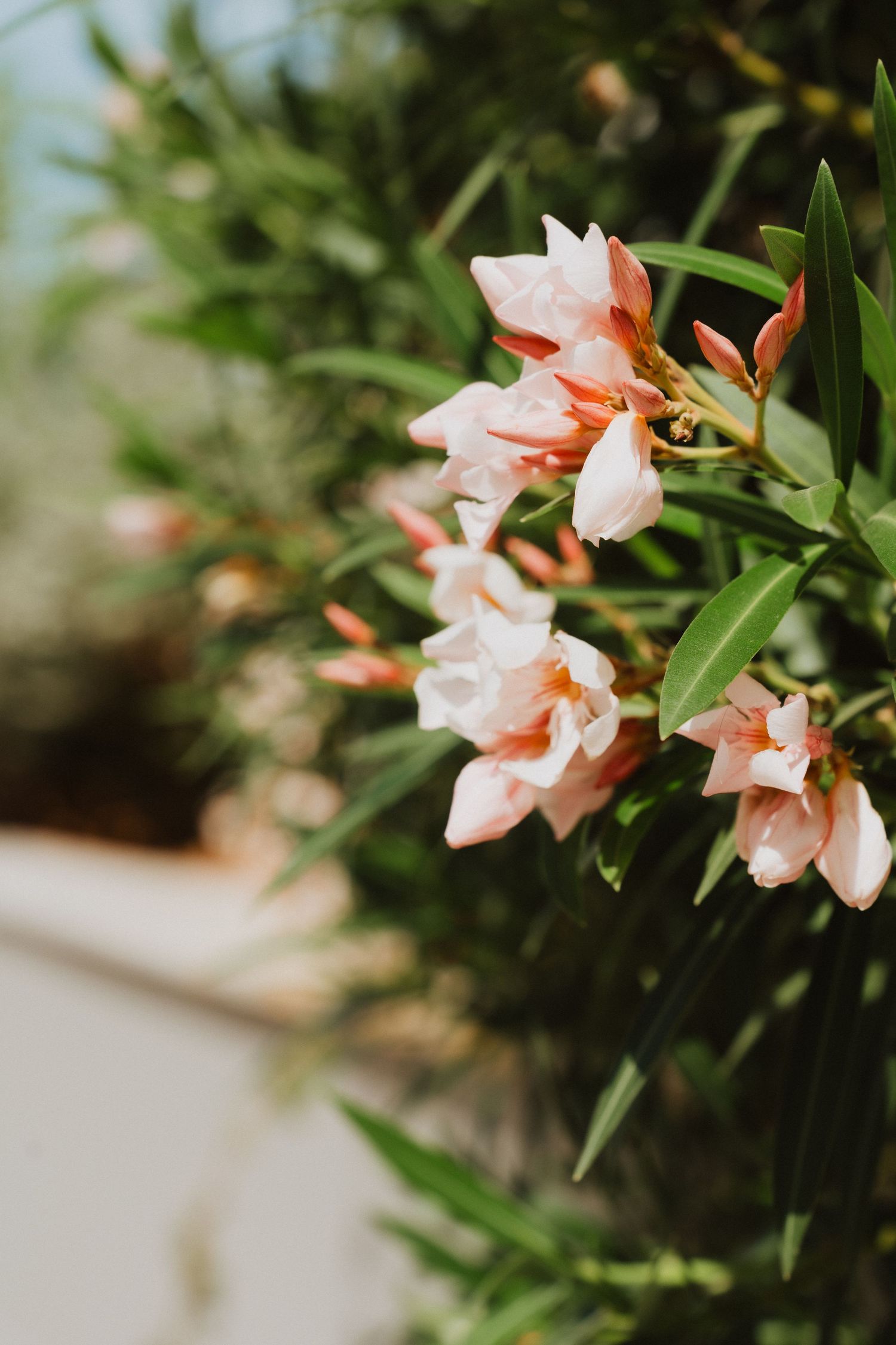 Delicate pink oleander flowers with green leaves bloom against a soft blurred background in natural lighting.