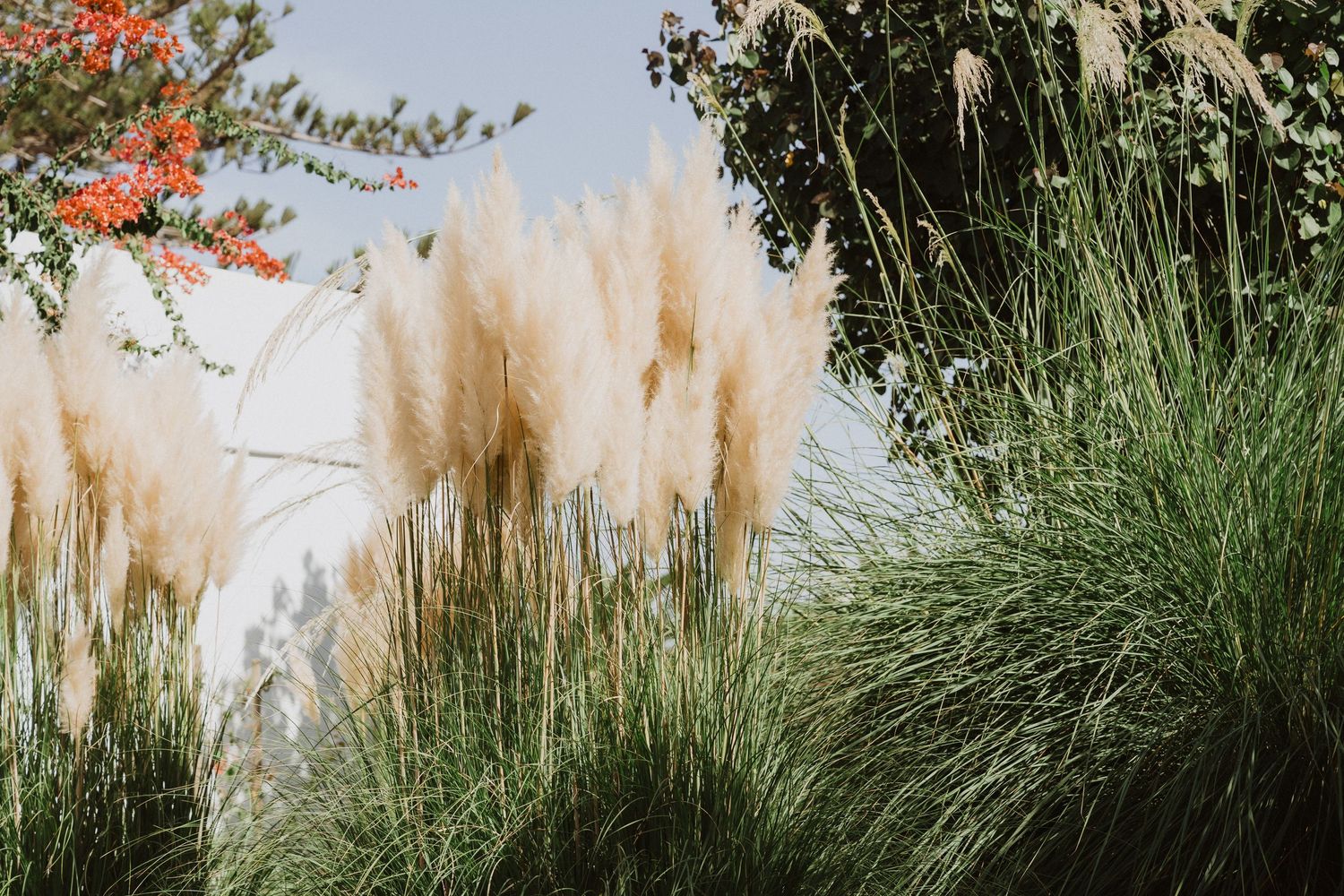 Pampas grass and ornamental plants create a natural outdoor garden scene.