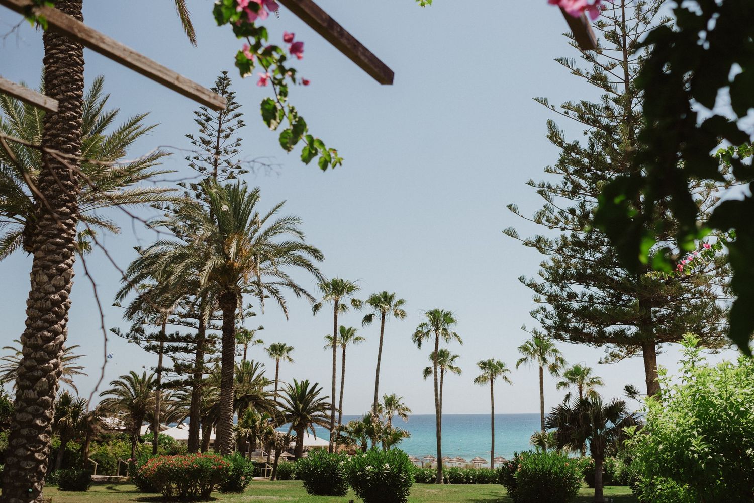 Tropical beachfront garden with tall palm trees and pink flowers framing an ocean view.