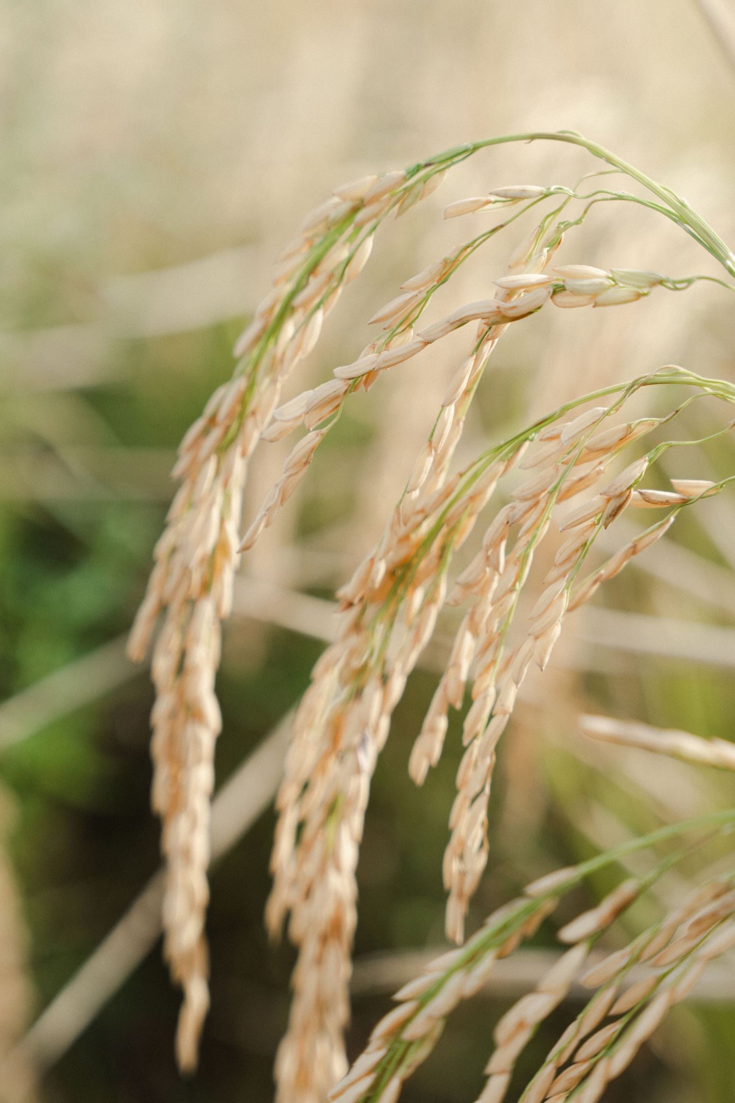 Golden rice stalks with mature grain heads swaying in a sunlit field.