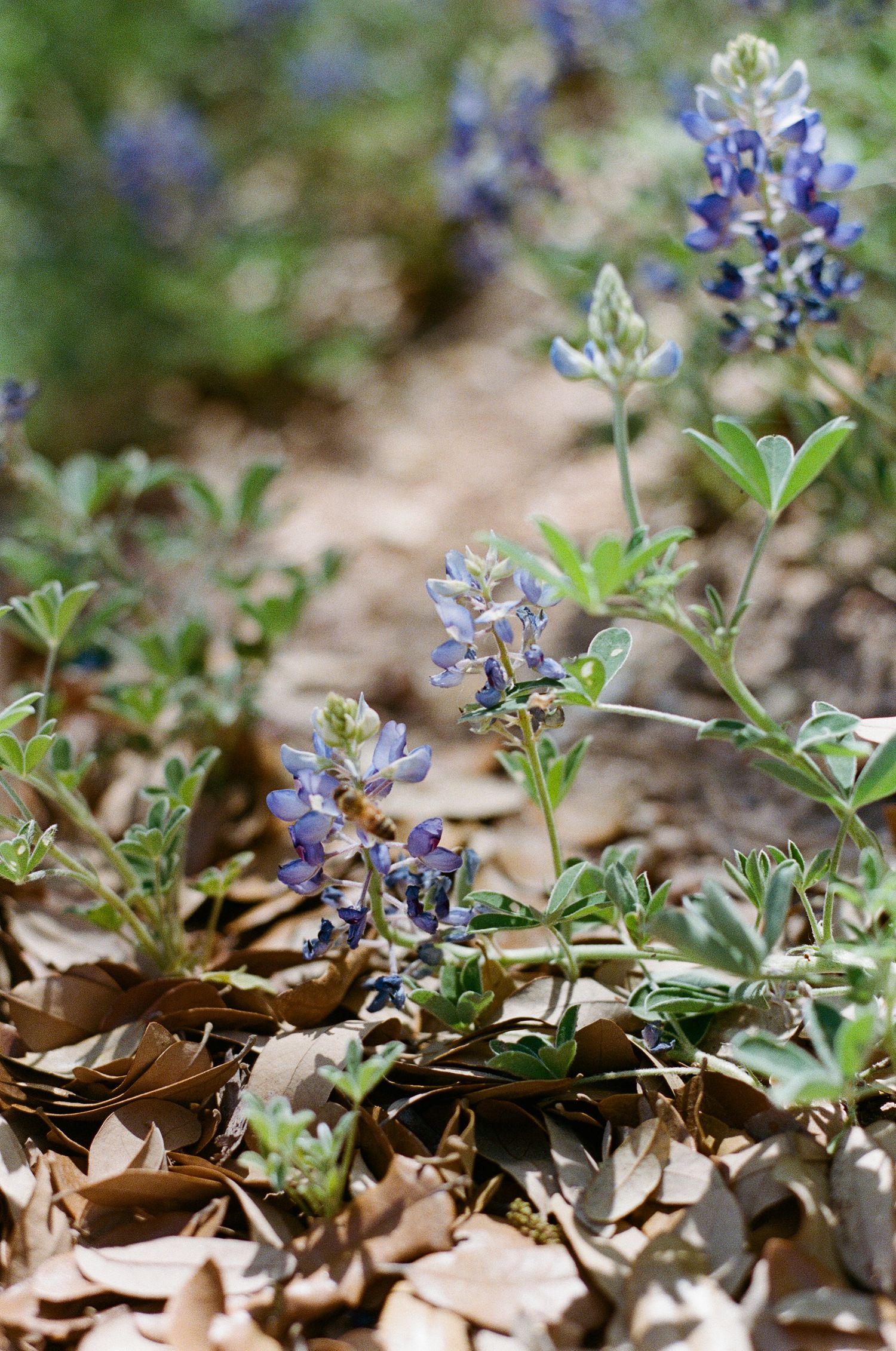 Close-up of Texas bluebonnet wildflowers blooming among dried leaves on the forest floor.