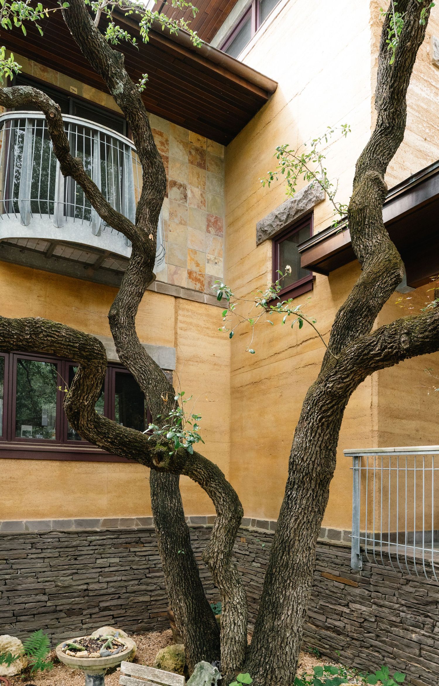 Twisted gnarled tree trunks growing beside a multi-story rammed earth home with balcony and stone accents.