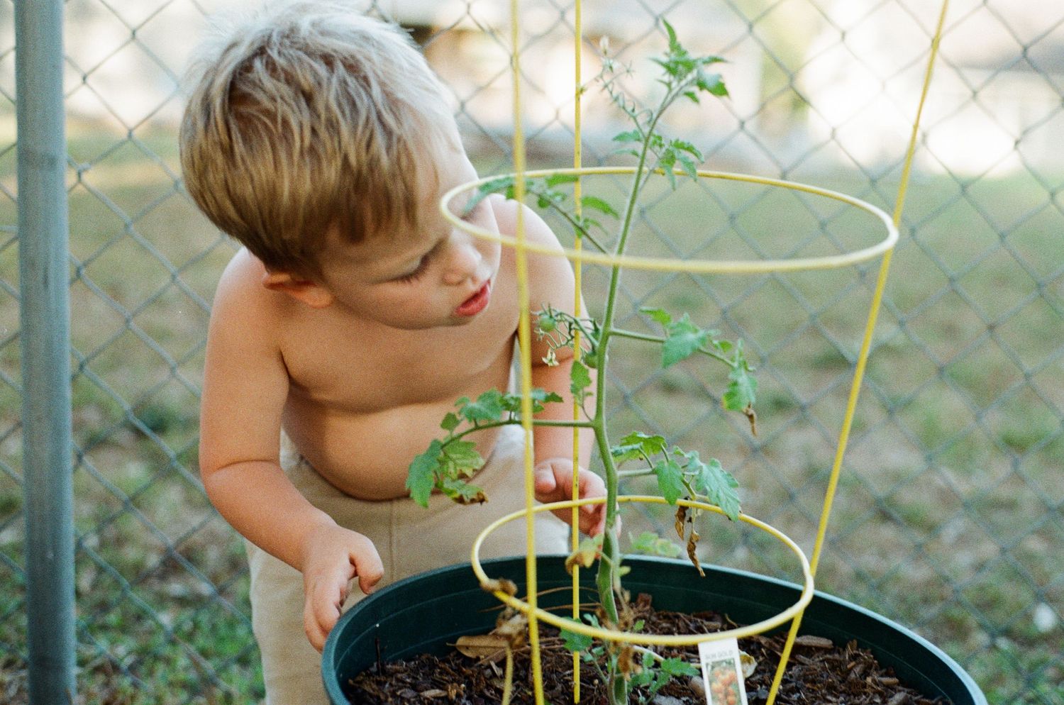 A shirtless young boy tends to a potted tomato plant supported by a yellow wire cage outdoors.