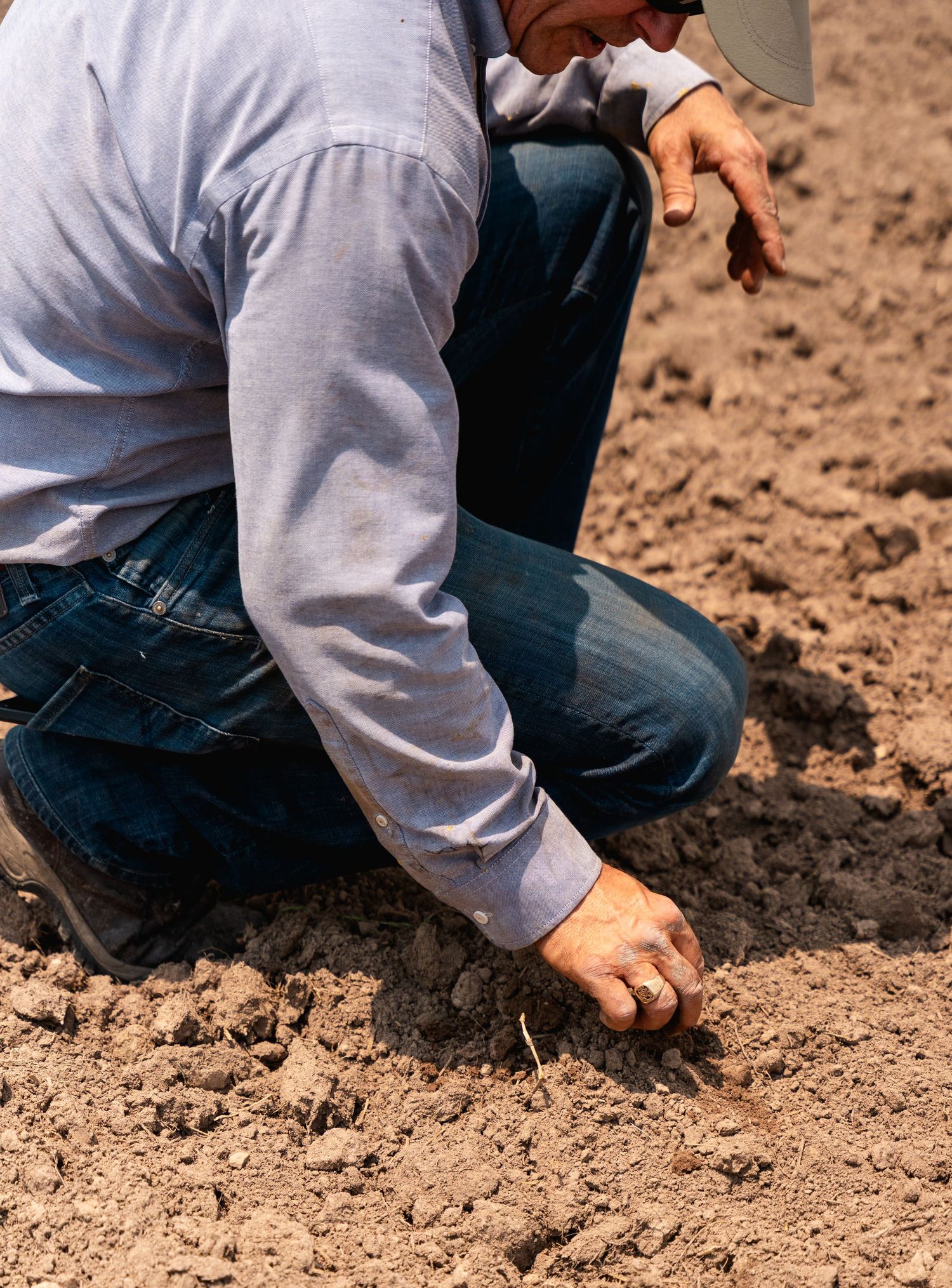 Farmer kneeling in dry soil examining crops close up in a field.