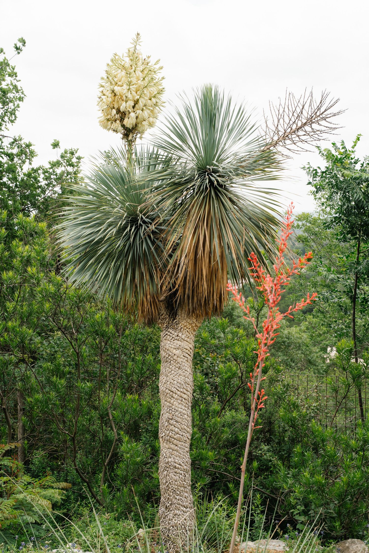 Blooming yucca plant with white and red flowers surrounded by lush green trees in a natural landscape.