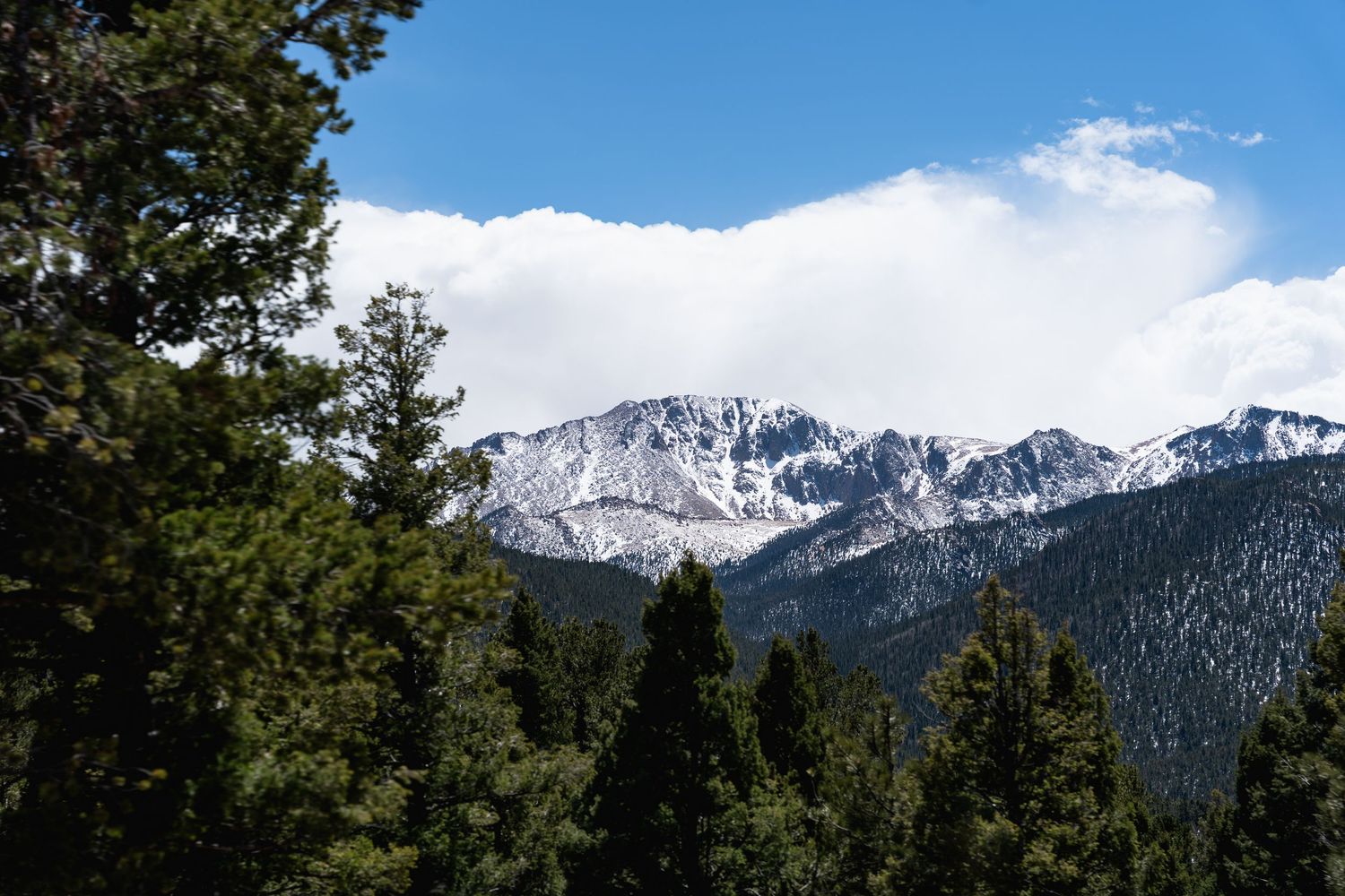Snow-capped Pikes Peak mountain summit visible through tall evergreen pine trees under a blue sky.