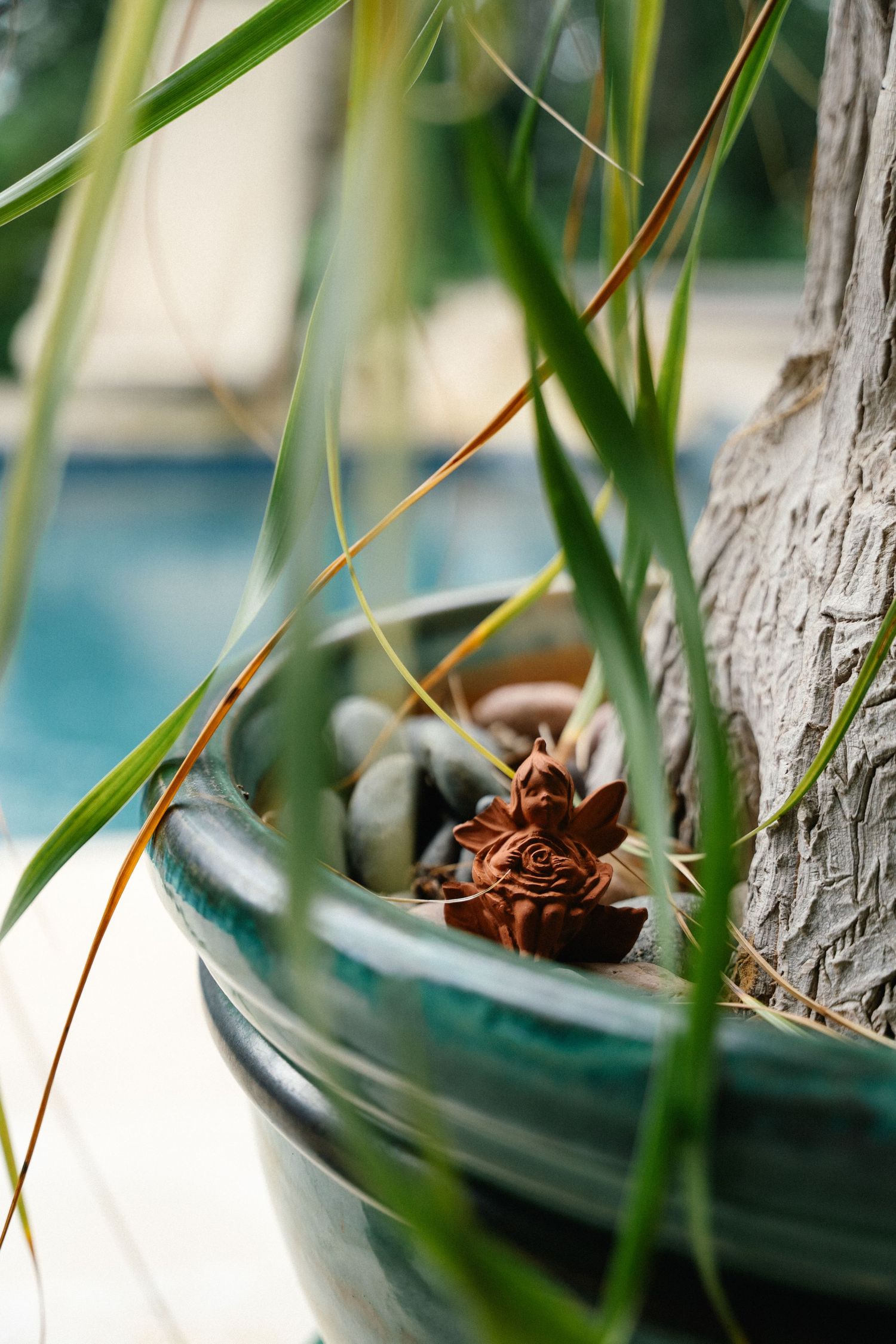Close-up of succulent plant in teal ceramic pot beside palm tree with blue pool visible in background.