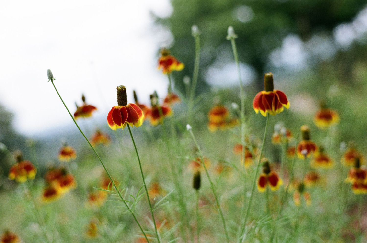 Field of red and yellow Mexican hat wildflowers with tall slender stems swaying in a natural outdoor meadow setting.