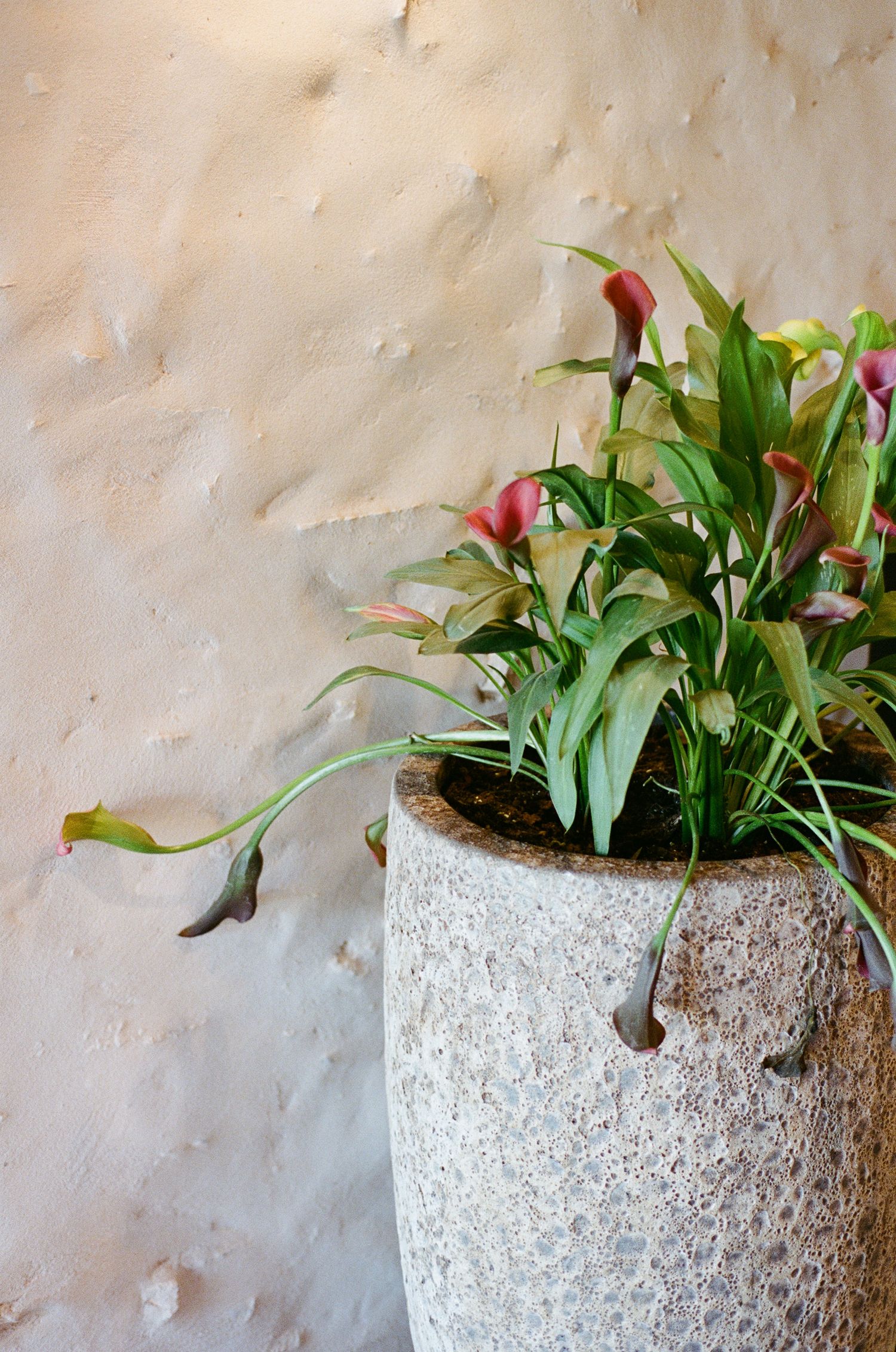 Artificial calla lily flowers in a textured stone planter against a beige stucco wall.
