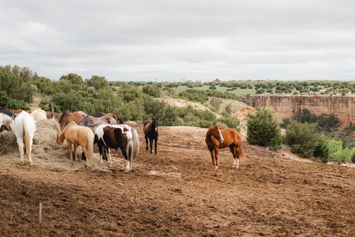 A herd of wild horses grazing on a rugged hilltop with scenic canyon views and green trees under a cloudy sky.