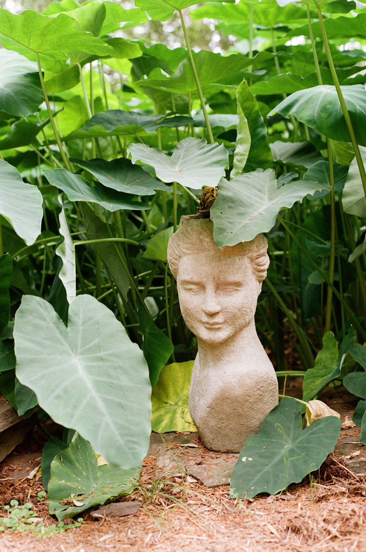Stone bust garden statue surrounded by large tropical elephant ear plant leaves.