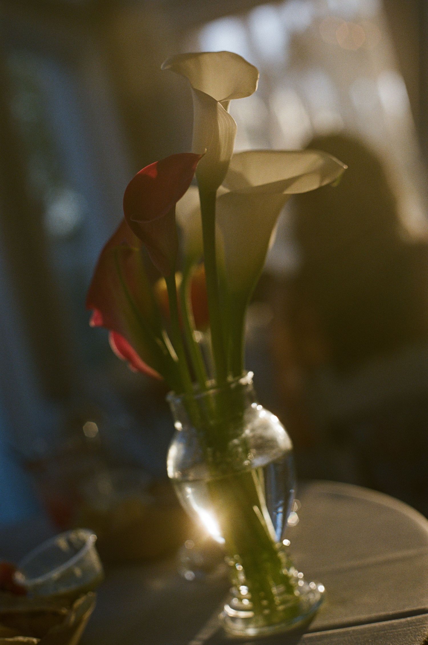 White and red calla lilies arranged in a glass vase, glowing in warm golden light at a wedding.