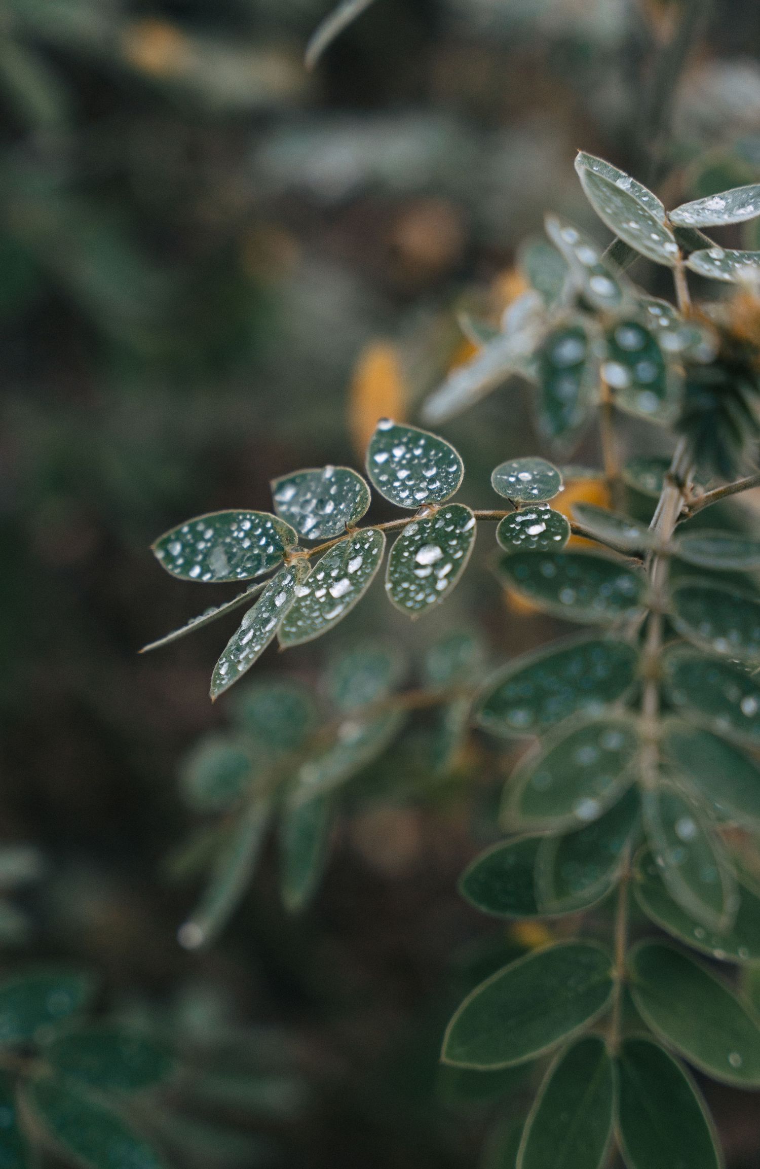 Close-up of green leaves with glistening water droplets after rain, shallow depth of field bokeh background.
