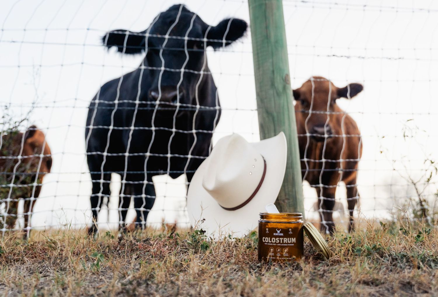 White cowboy hat and honey jar by fence with black and brown calves on a sunny farm day.