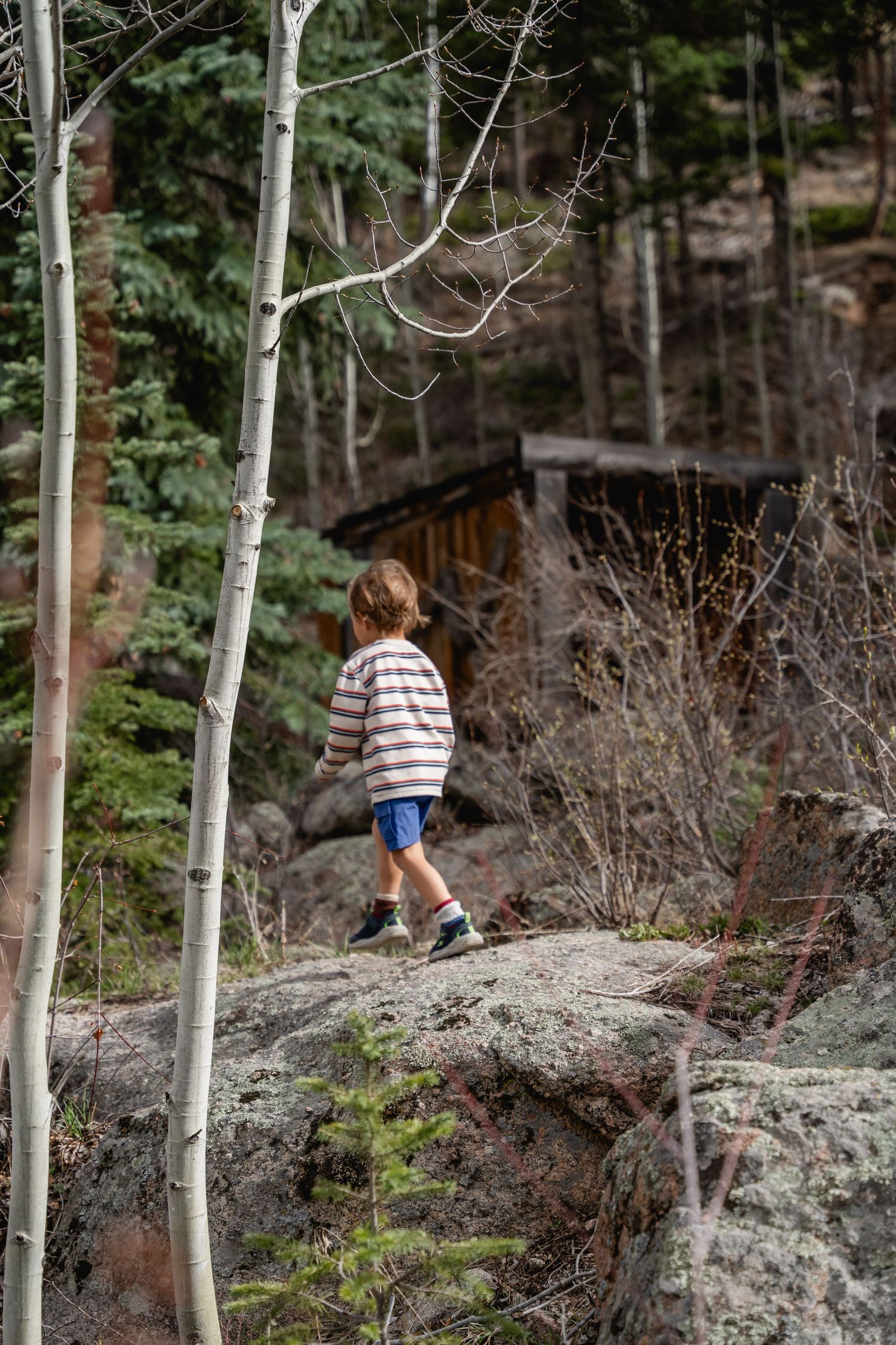 A young child explores rocky terrain in a forest, wearing a striped sweater and blue shorts near birch trees.