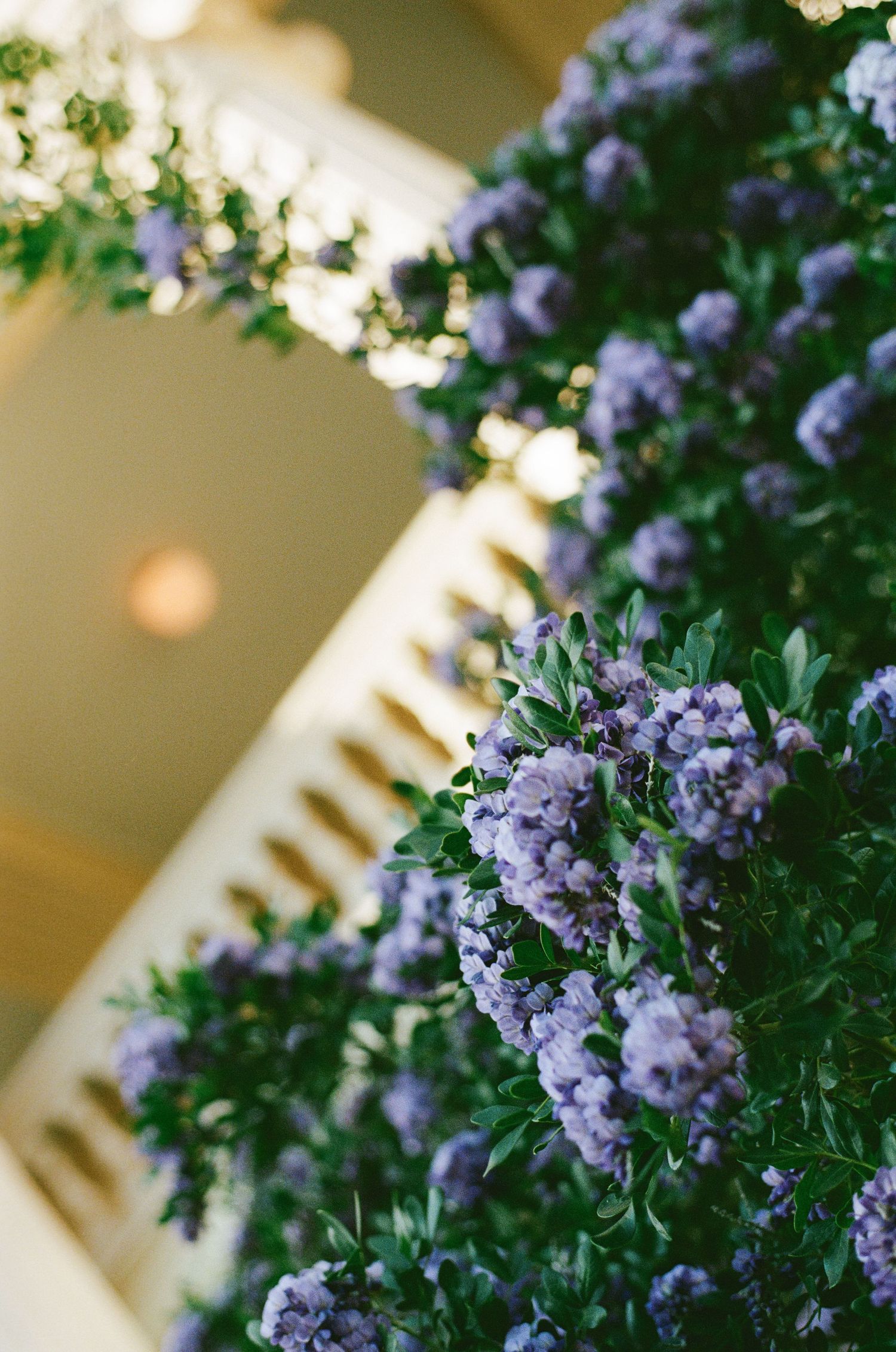 Close-up of lush purple flowering bushes climbing white balustrade of a classic mansion.