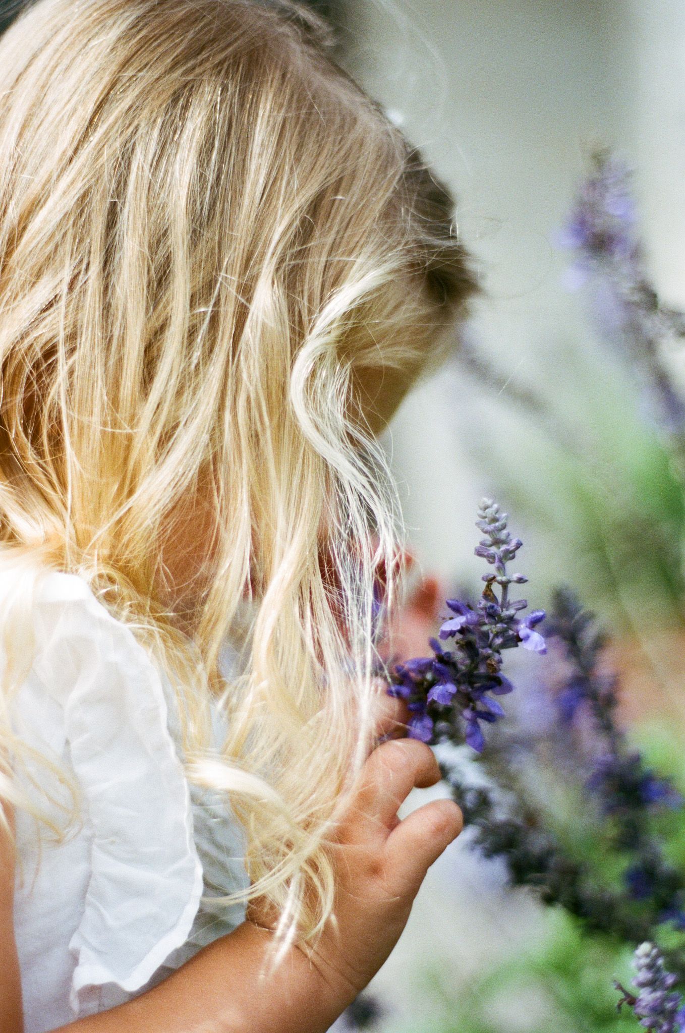 A young blonde girl with wavy hair smells fragrant purple lavender flowers outdoors in a garden.