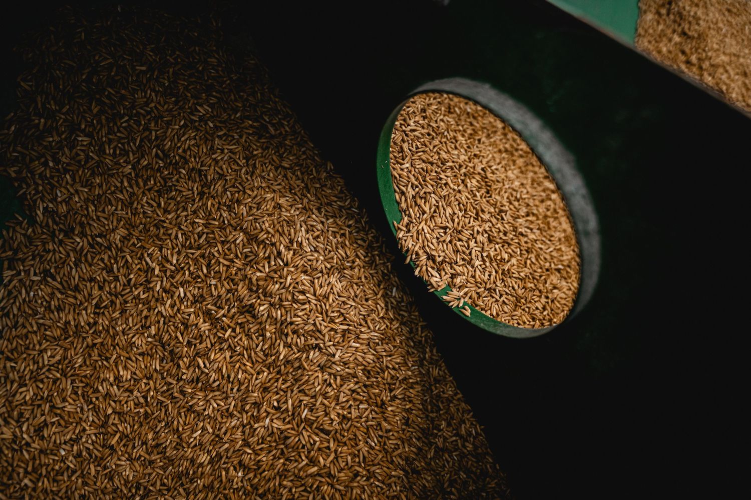 Close-up aerial view of golden rice grains being processed in agricultural equipment.