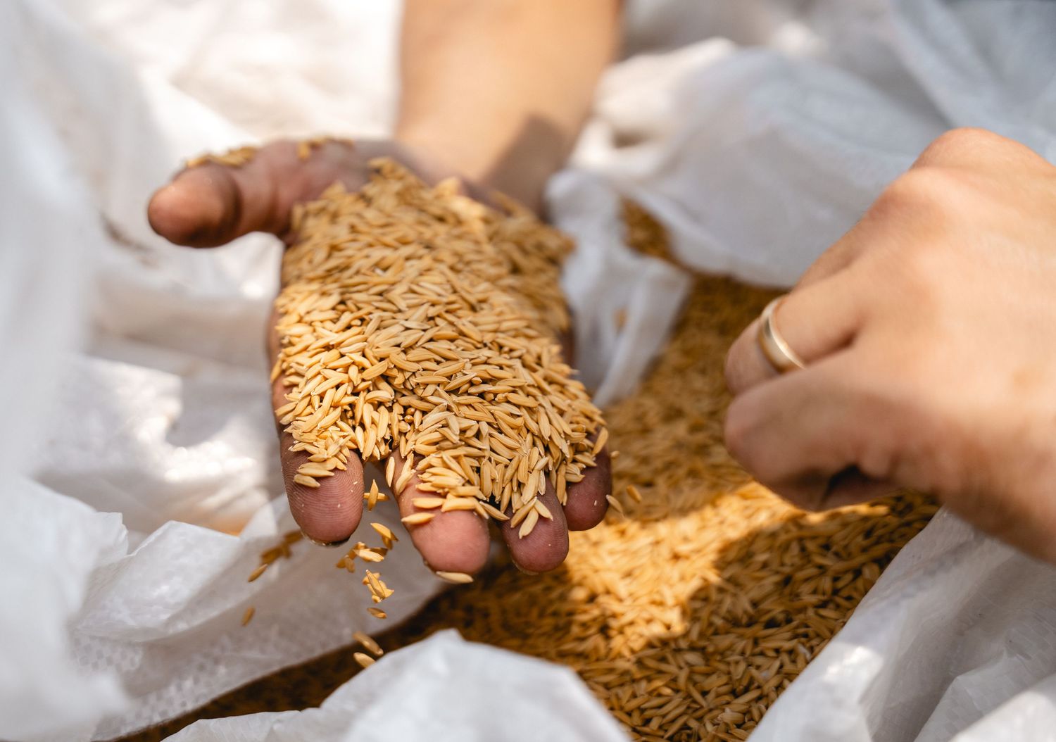 Farmer holding a handful of harvested golden rice grains over a large pile.