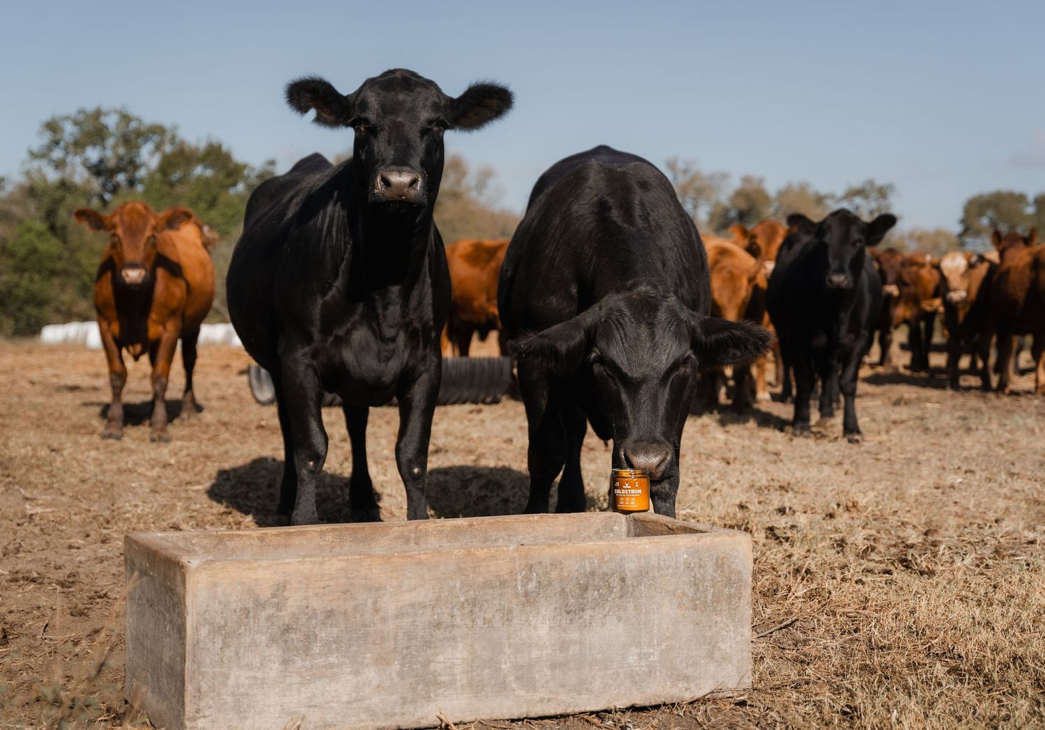 Black and brown cattle gathered around a concrete salt lick block on a dry ranch pasture.