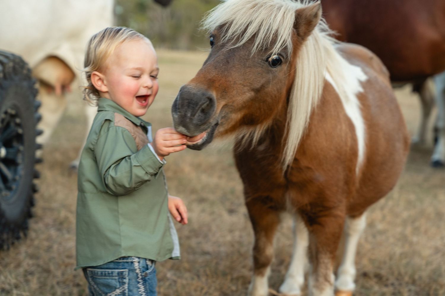 A laughing toddler in a green shirt delights in feeding a small pinto pony outdoors on a farm.