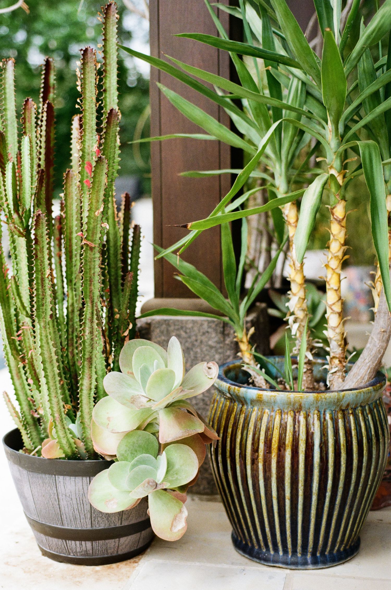 Collection of potted desert plants including tall cactus, succulent, and yucca palm arranged on an outdoor patio.