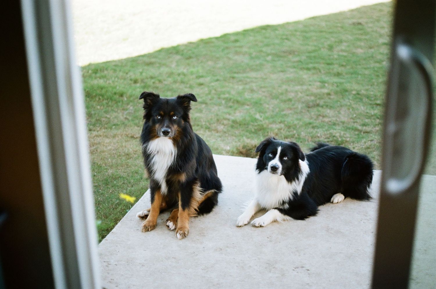 Two border collie dogs sitting and lying on a patio viewed through an open glass door.