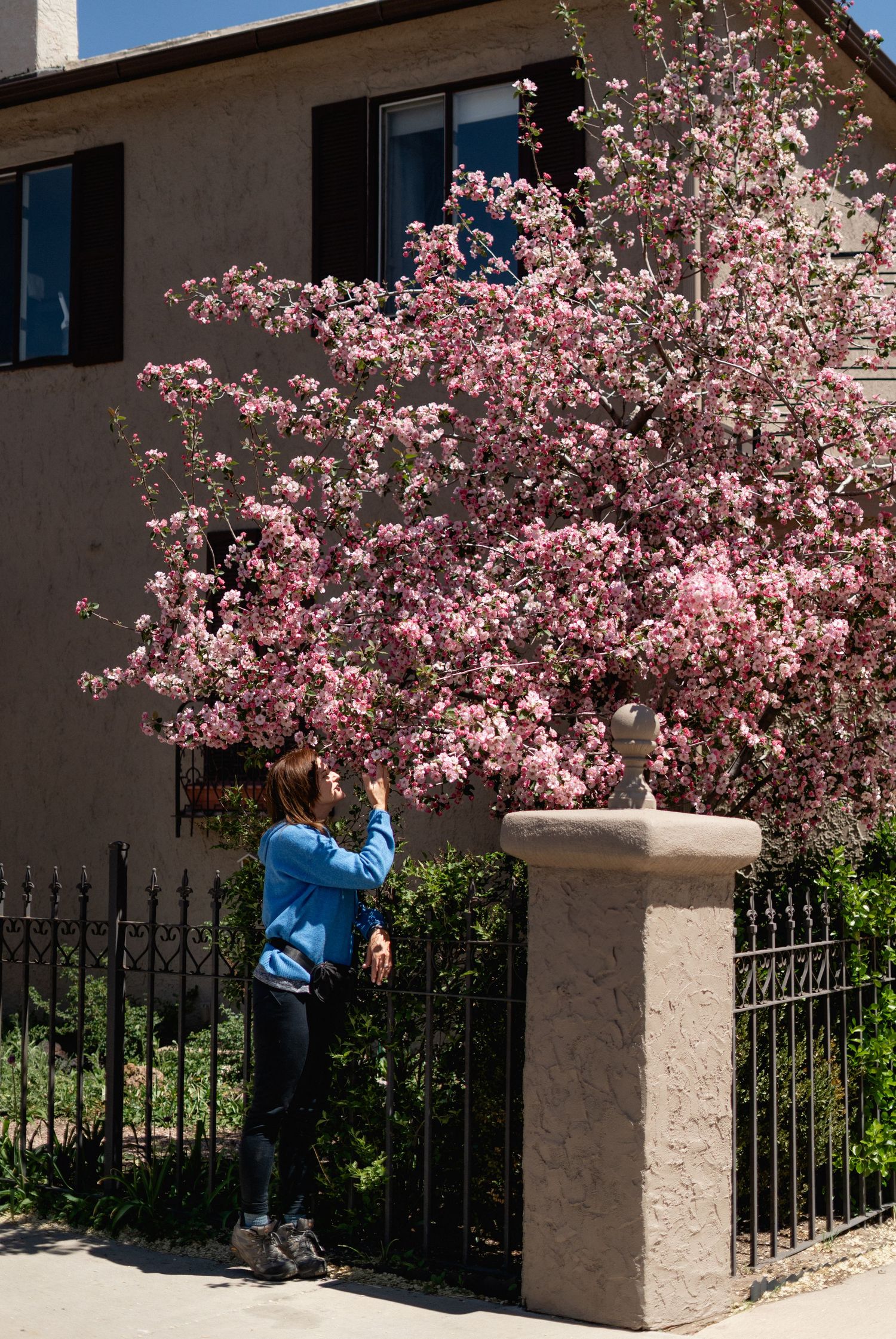 Woman in blue jacket photographs a blooming pink magnolia tree beside an iron fence in spring.
