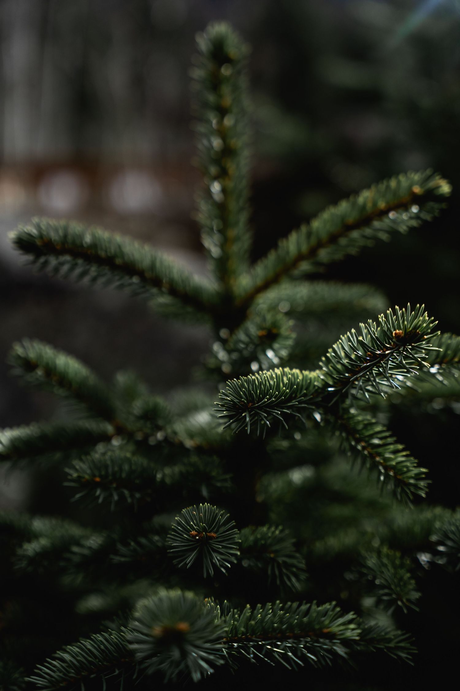 Close-up of lush green fir tree branches with delicate needles, perfect for Christmas and holiday nature backgrounds.
