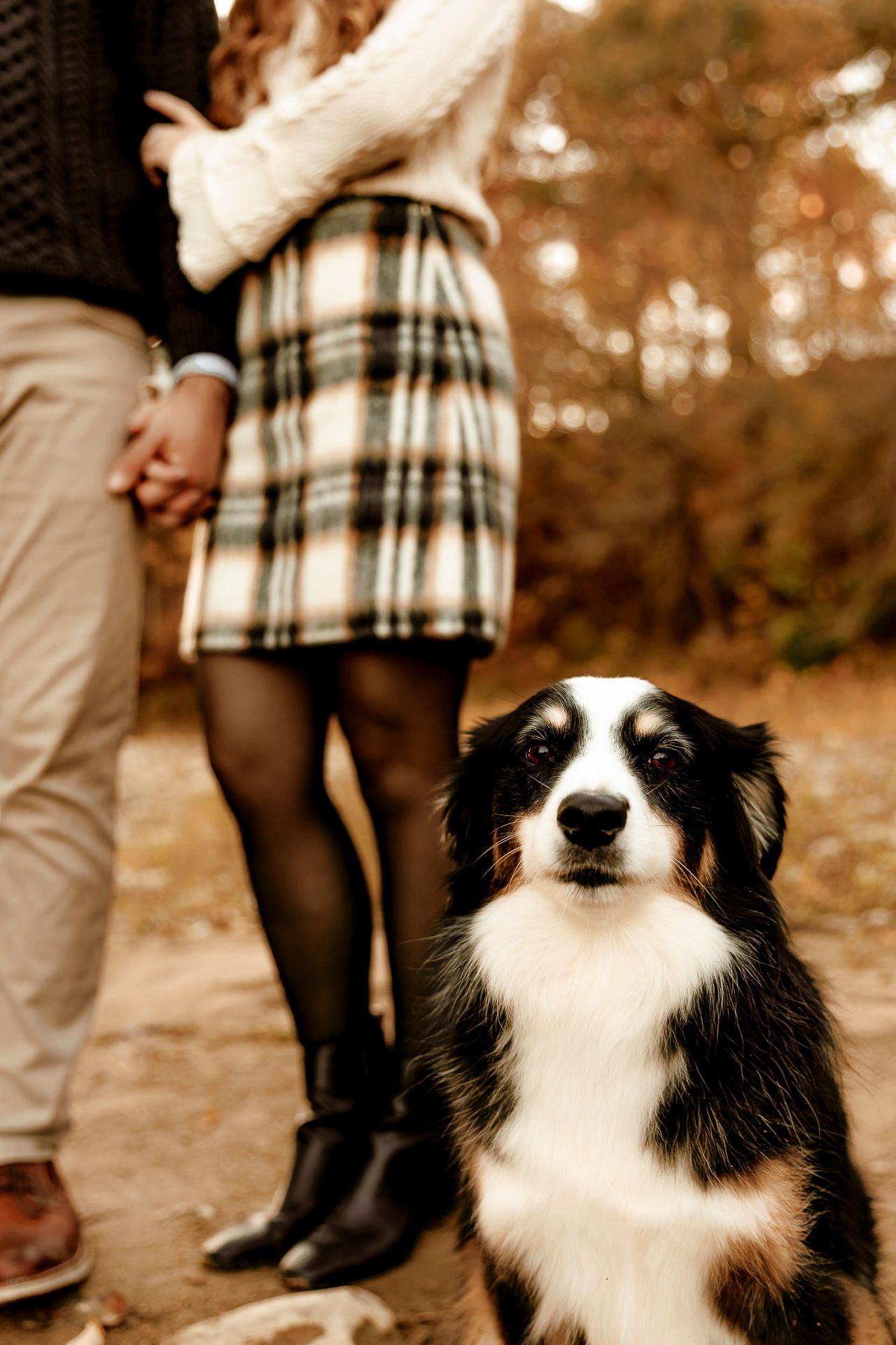 A black and white border collie looks up at couple's feet in a romantic autumn engagement photo series.