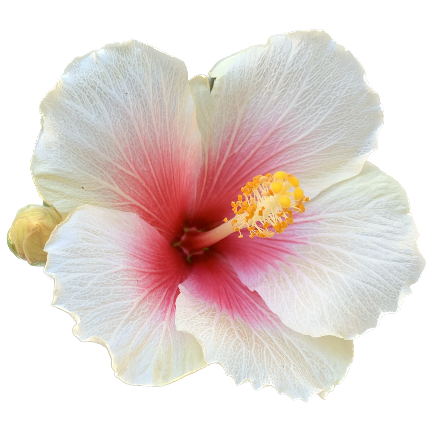 White and pink hibiscus flower with yellow stamens, isolated on white background.