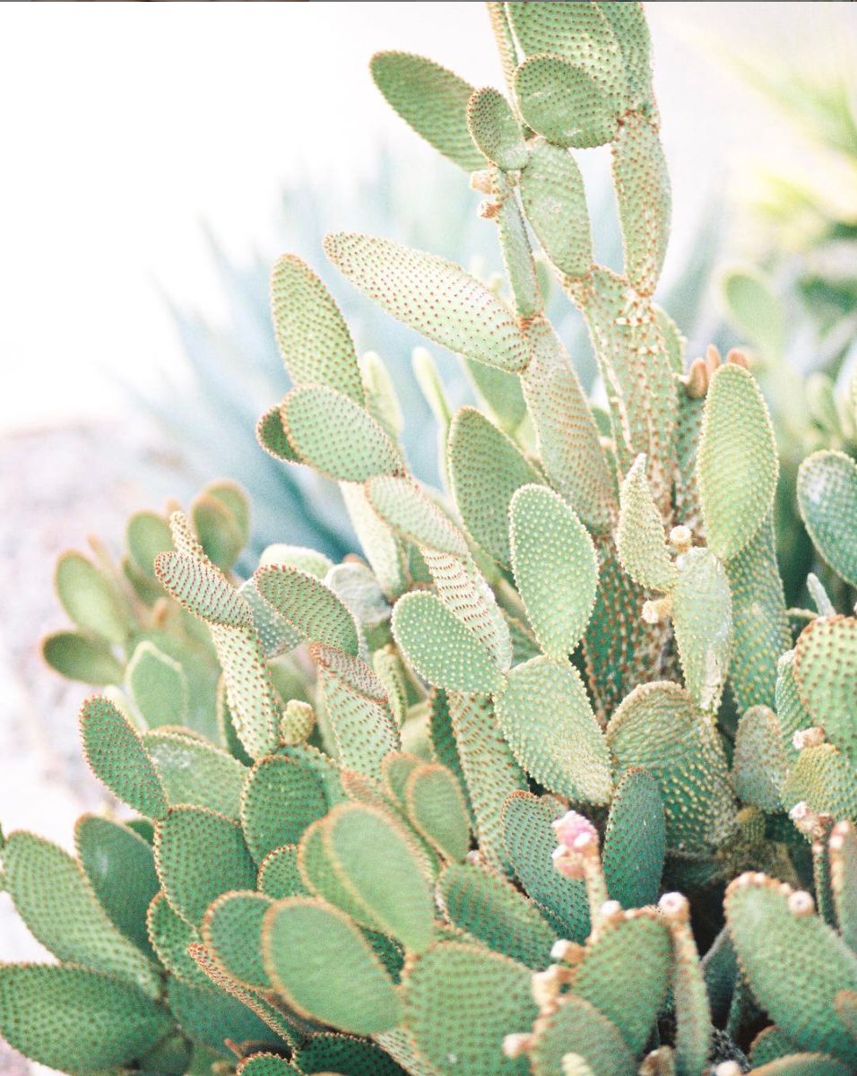 Close-up of green prickly pear cactus pads with tiny spines, bathed in soft natural light.
