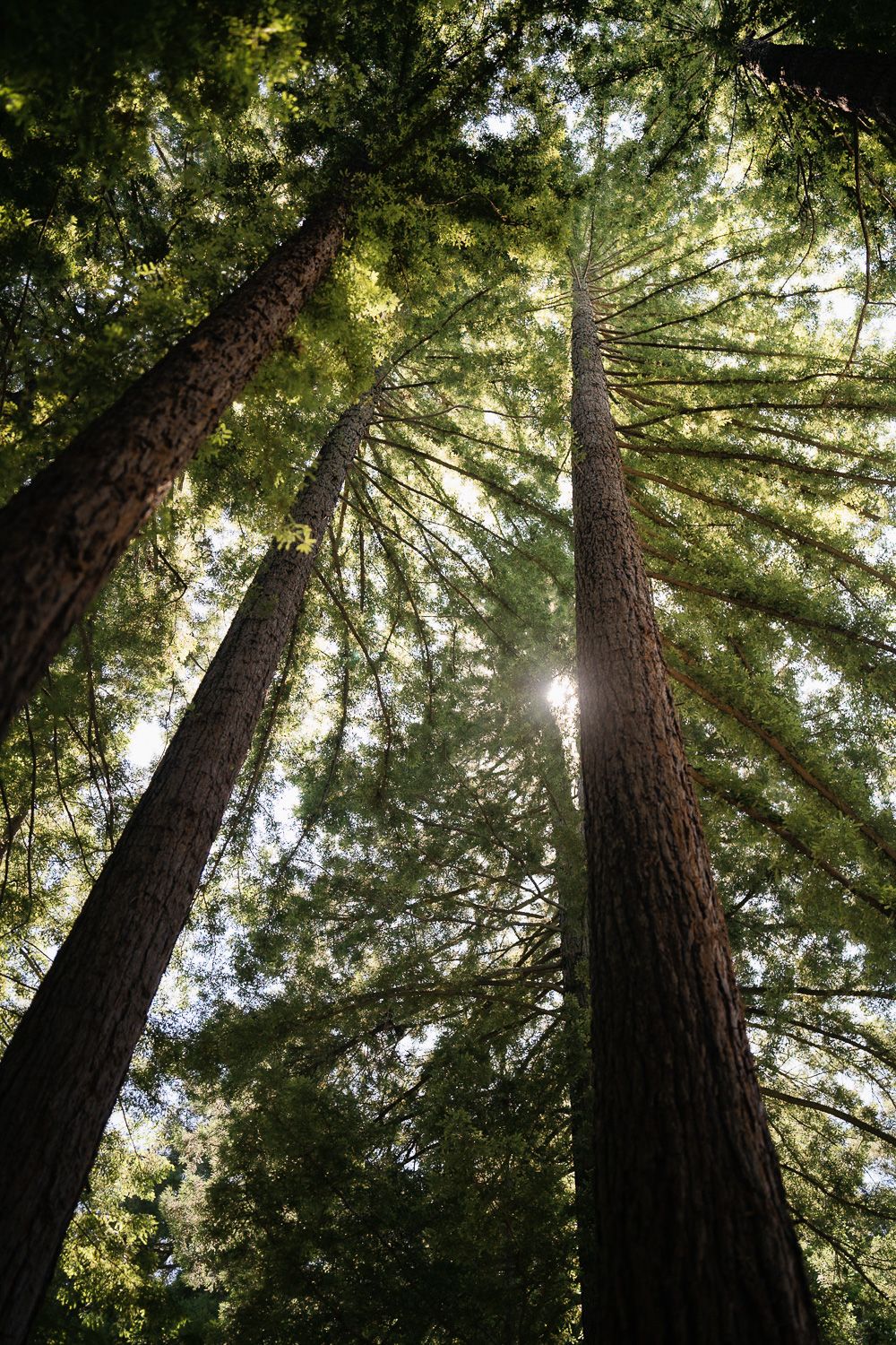 Towering redwood trees reach toward sunlit sky as sunbeams filter through dense forest canopy in majestic nature scene.