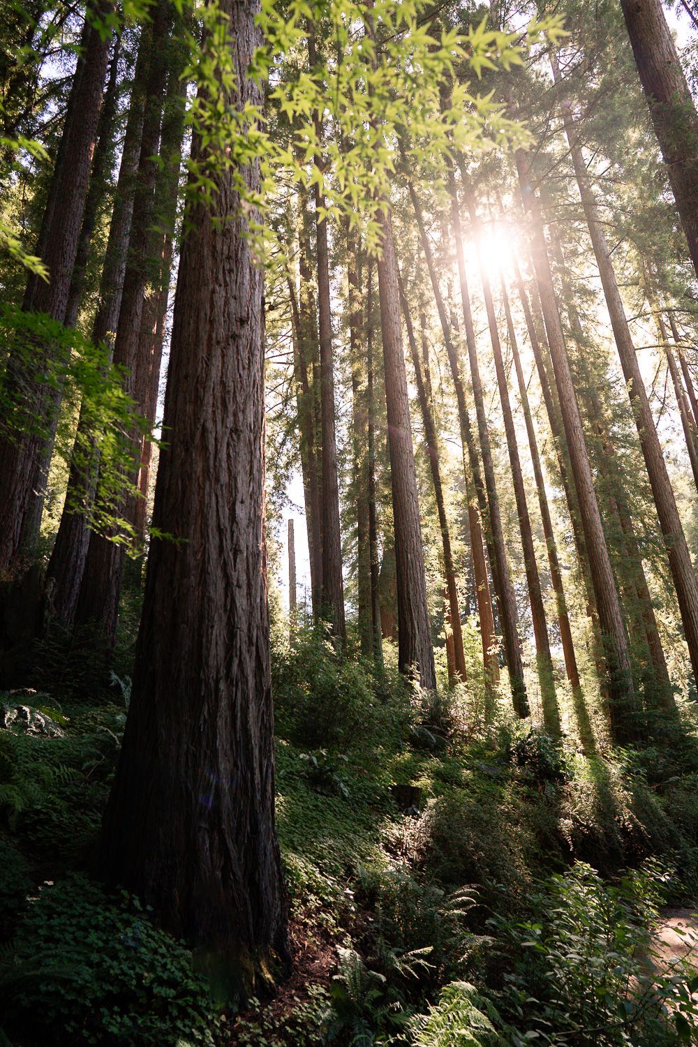 Sunlight streams through tall redwood trees in a lush forest with green undergrowth and dappled shadows.
