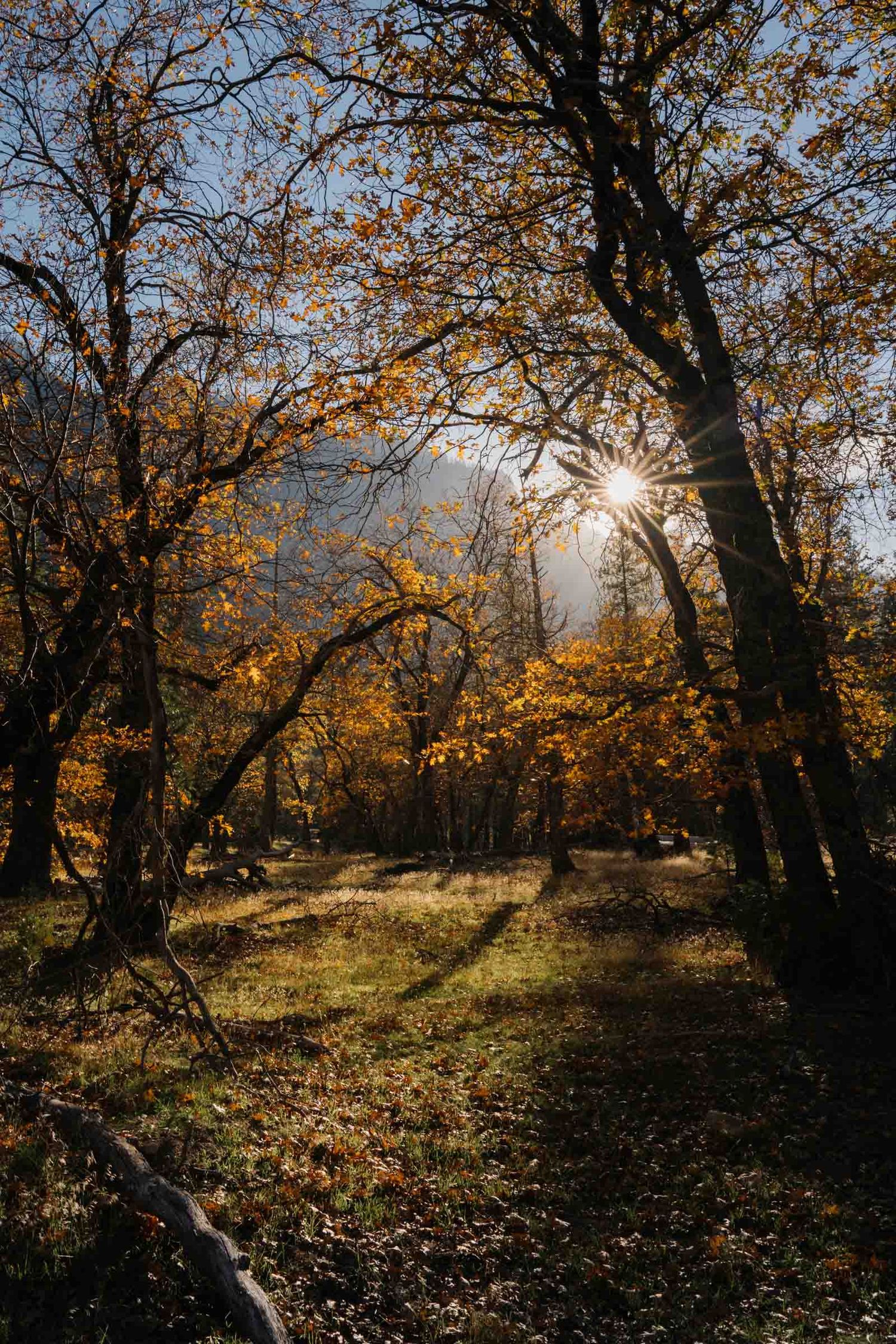 Sunlight streams through autumn trees casting long shadows across a leaf-covered forest floor at the foot of bridalveil falls